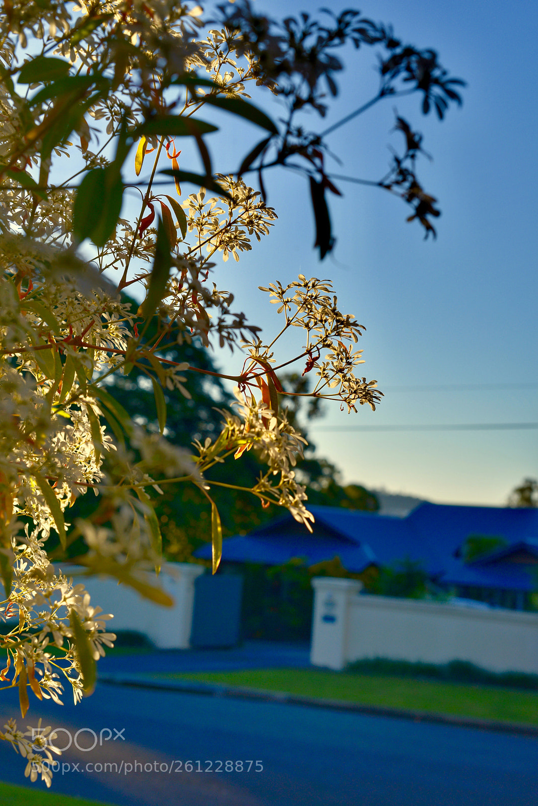 Nikon D800 sample photo. 《autumn in brisbane.》4。 photography