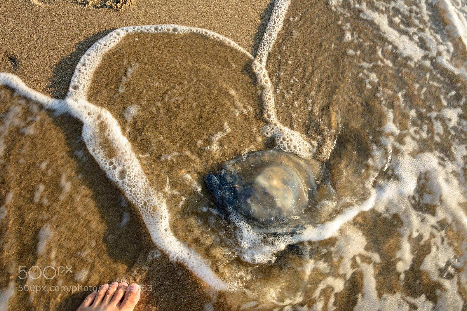 Nikon D7100 sample photo. An amazing blue jellyfish photography