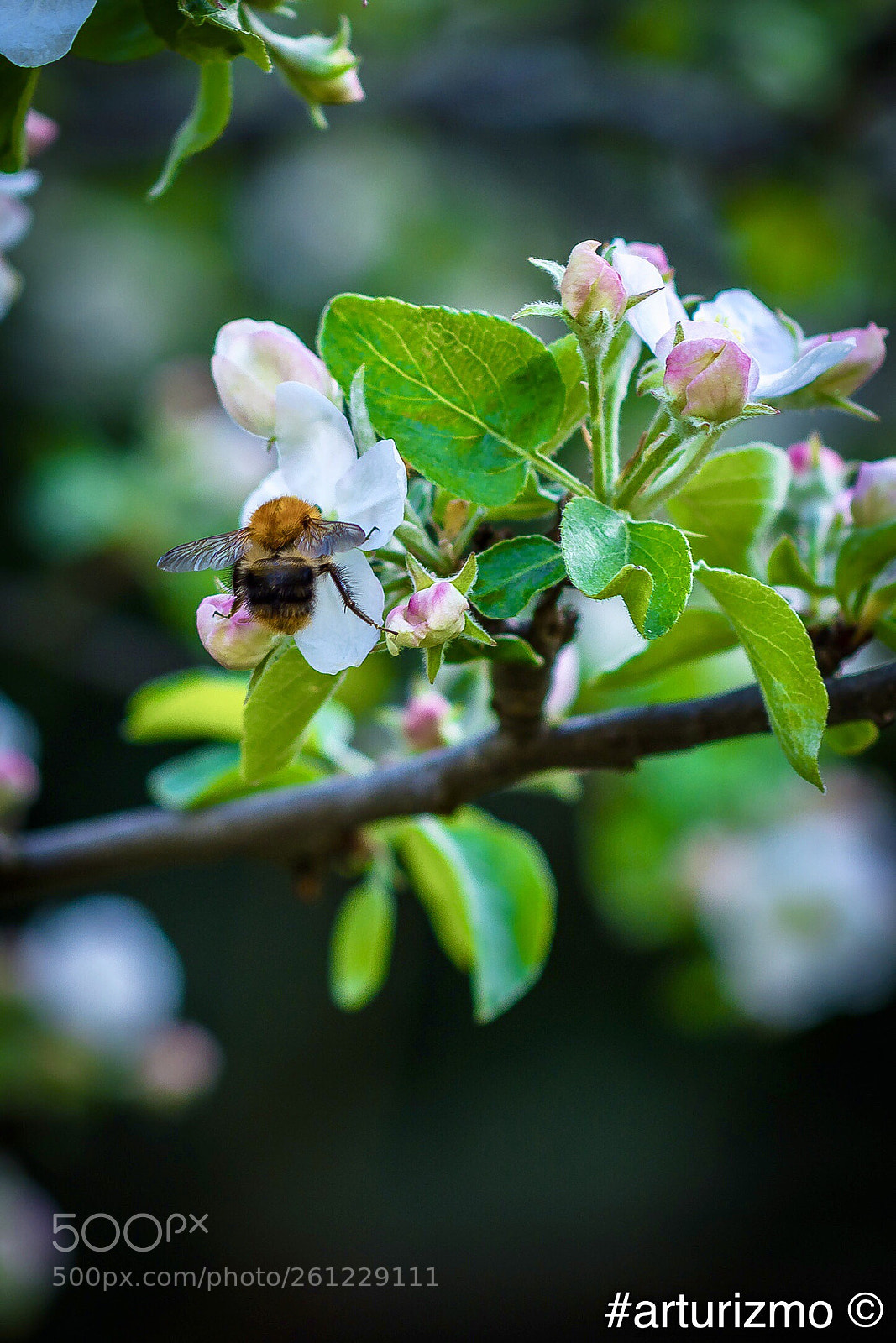 Nikon D7200 sample photo. Work in the garden photography