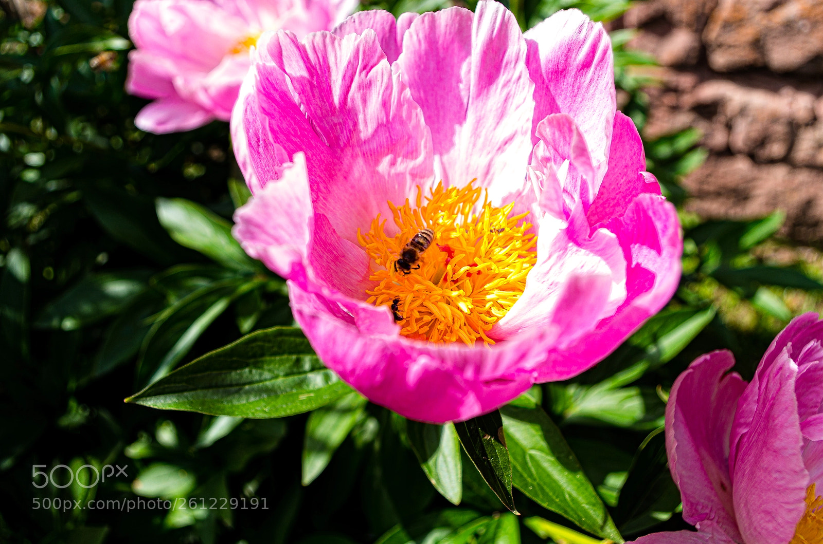 Pentax K-30 sample photo. Untitled photography