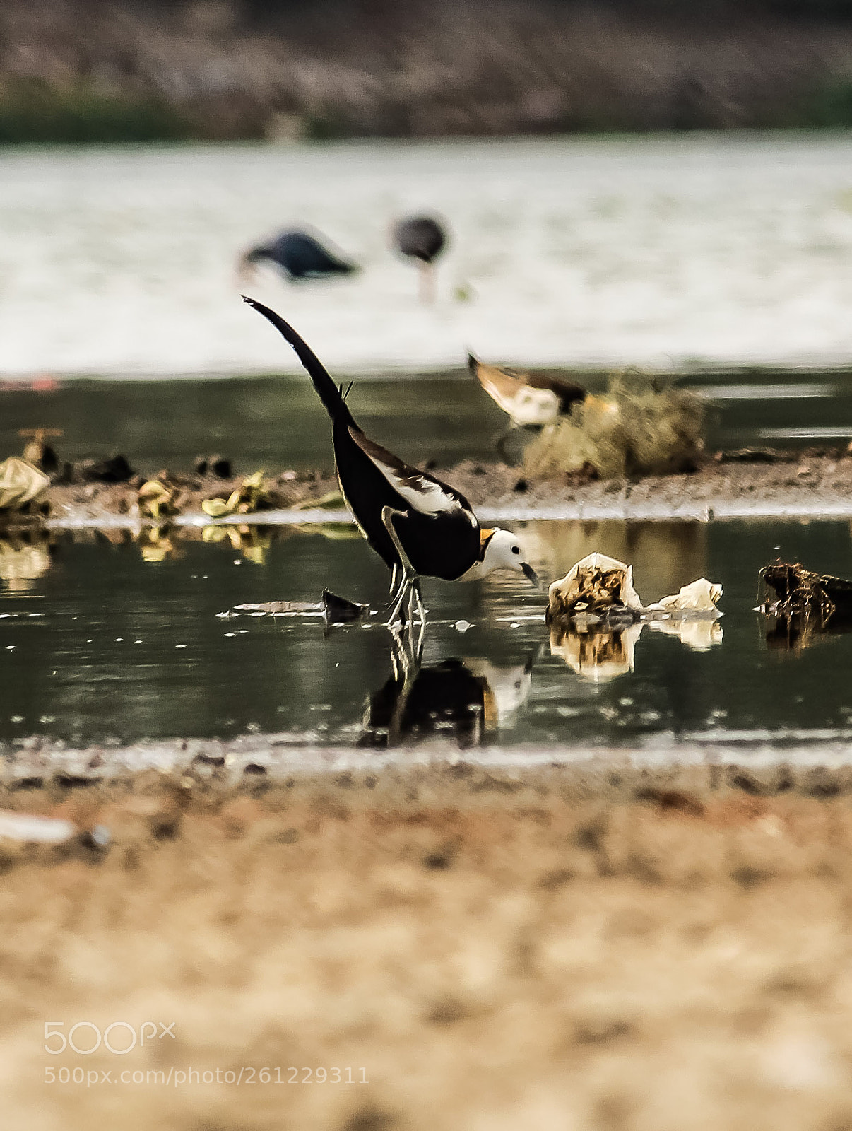 Canon EOS 1300D (EOS Rebel T6 / EOS Kiss X80) sample photo. A pleasant tailed jacana. photography