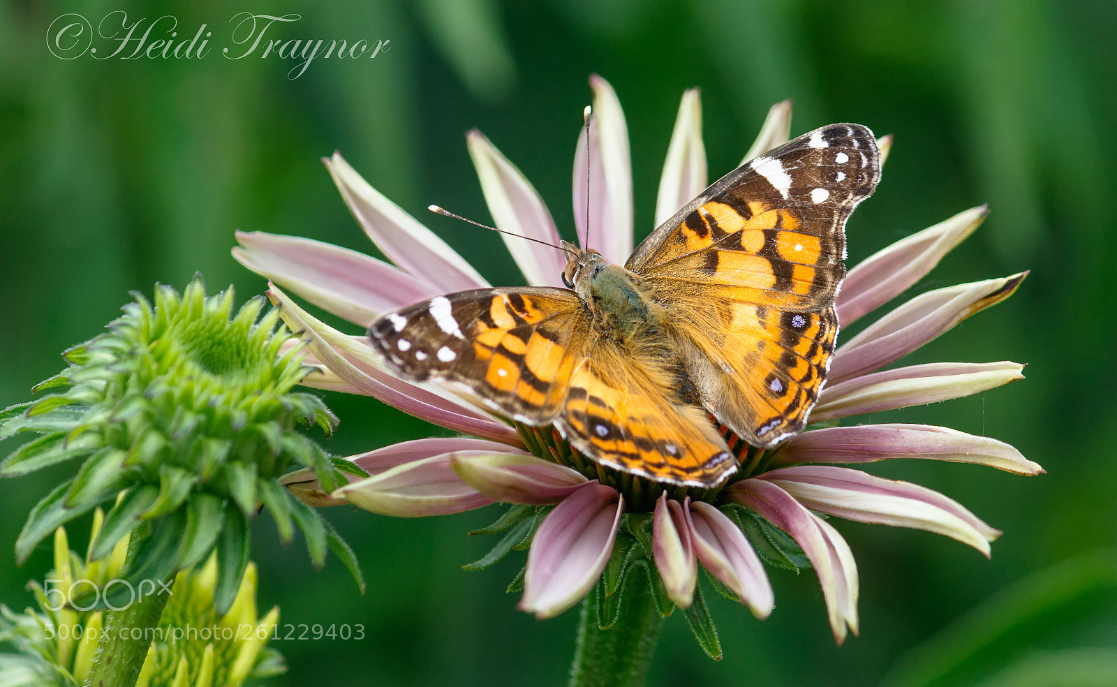 Canon EOS 7D Mark II sample photo. Pretty moth photography