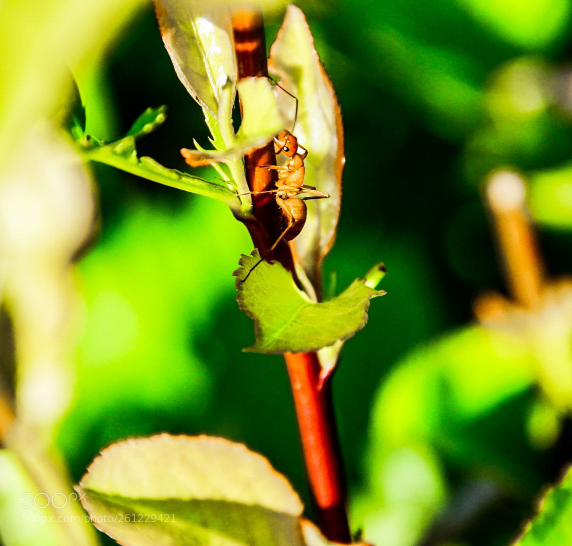 Sony a6000 sample photo. Ant climb photography