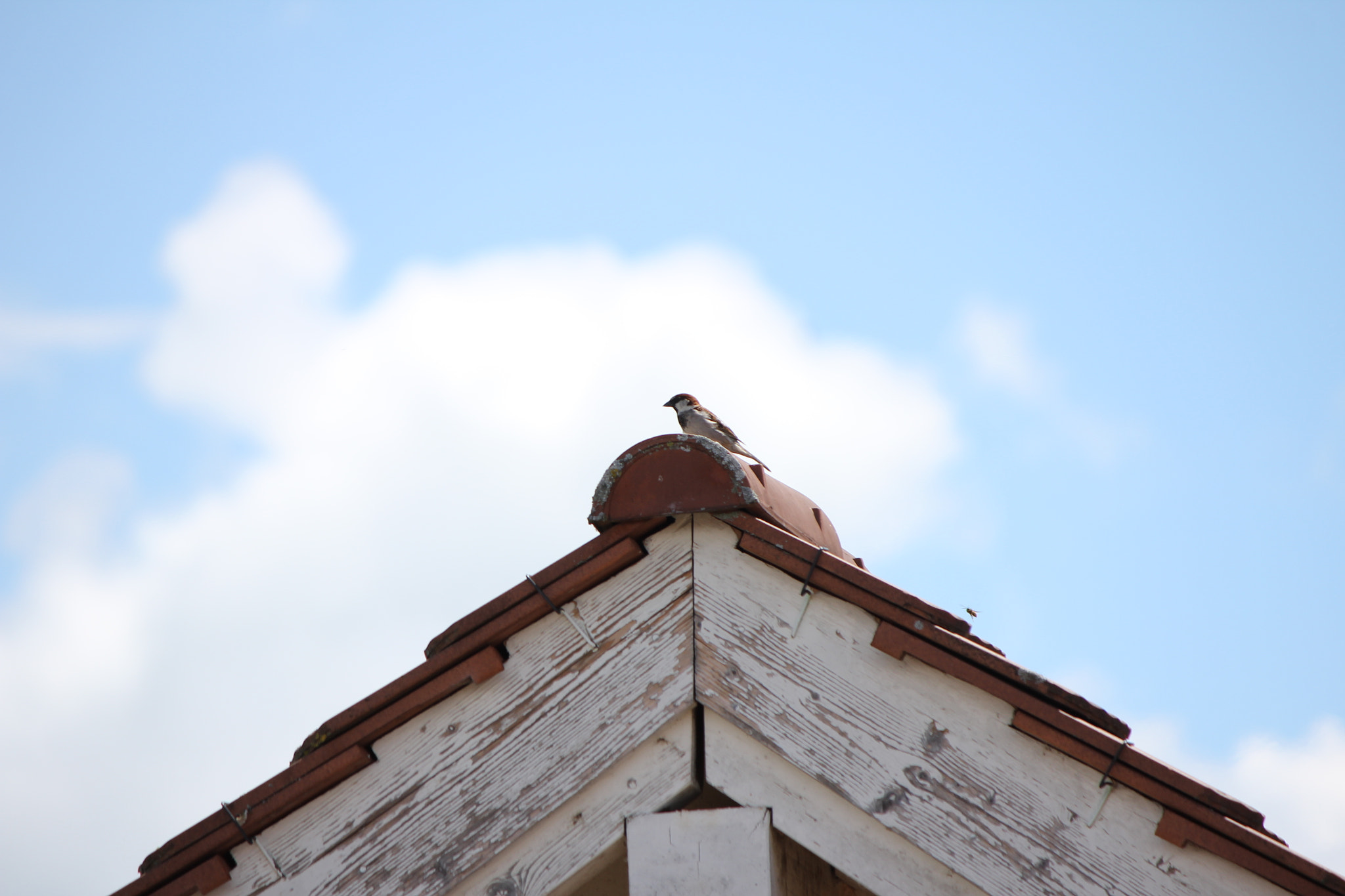 Canon EF-S 55-250mm F4-5.6 IS II sample photo. Piu piu piu....... photography