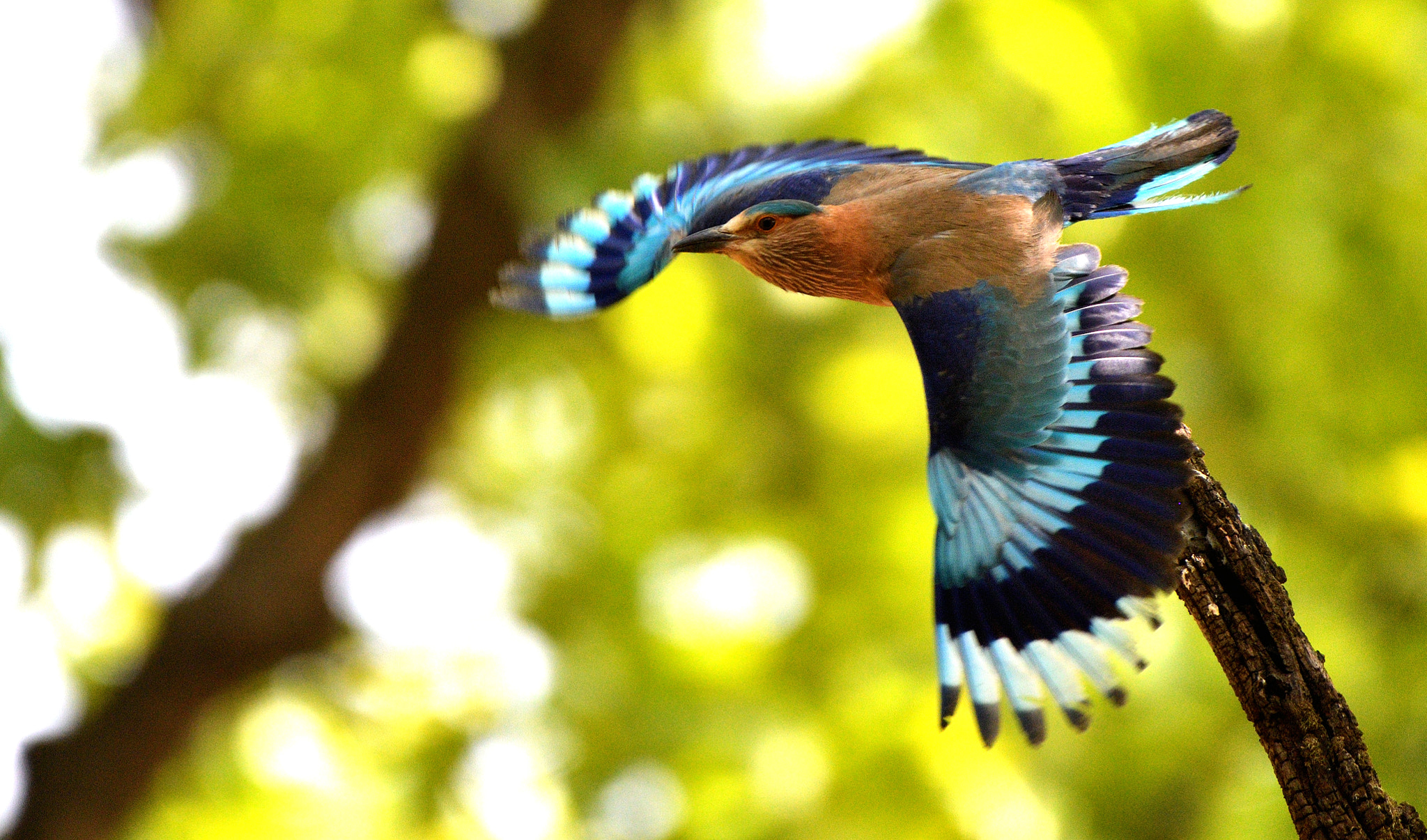 Nikon D500 sample photo. Blue indian roller bird mid-flight photography