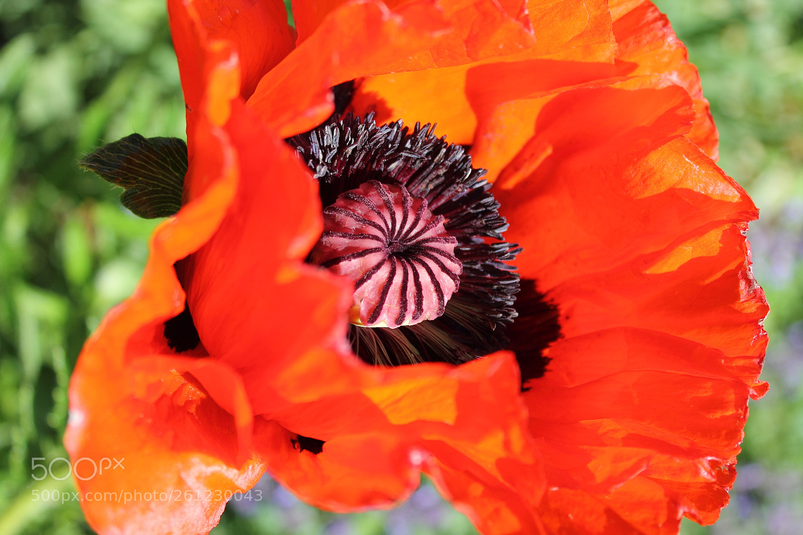 Canon EOS 1100D (EOS Rebel T3 / EOS Kiss X50) sample photo. Poppy flower photography