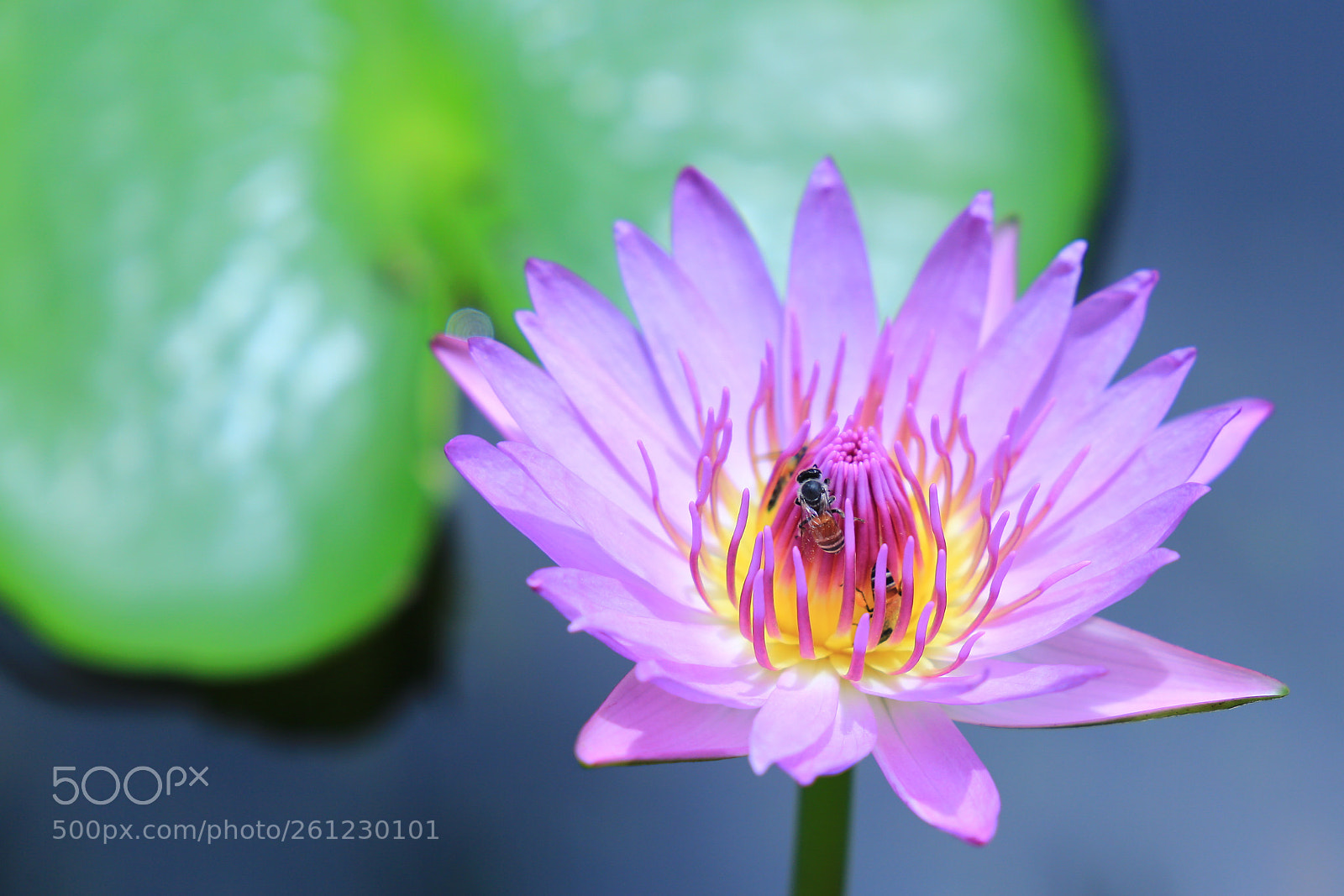 Canon EOS 6D sample photo. Water lily photography