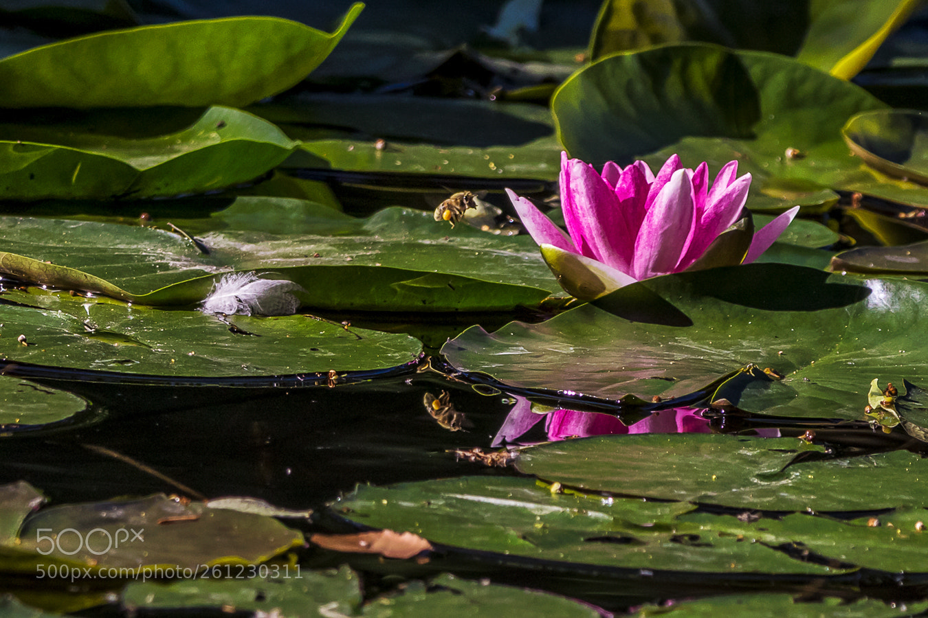 Canon EOS 7D Mark II sample photo. Seerosen (nymphaea) photography