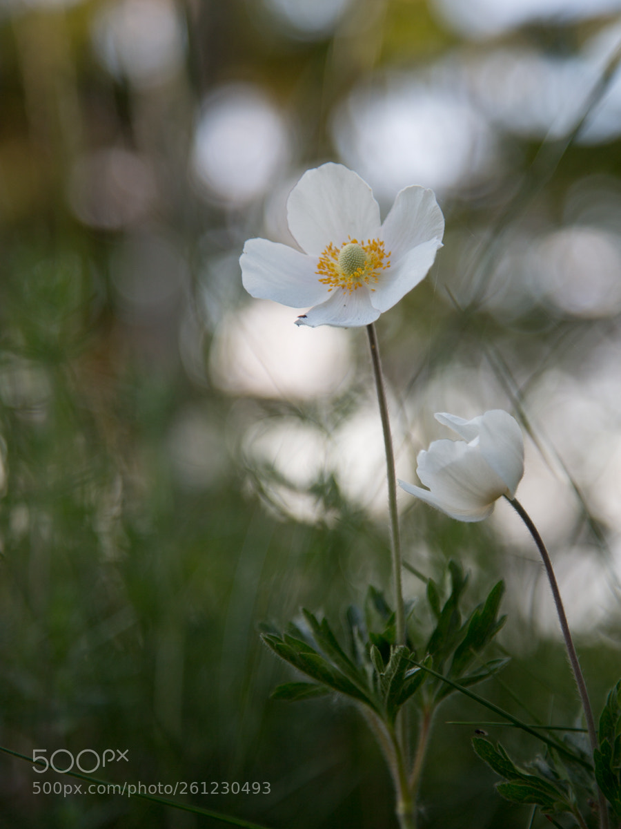 Canon EOS 6D sample photo. Pair photography