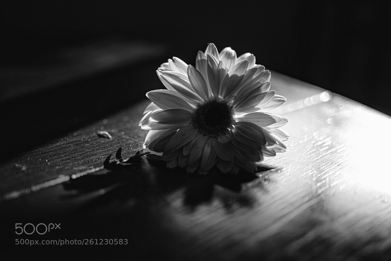 Nikon D600 sample photo. Untitled photography