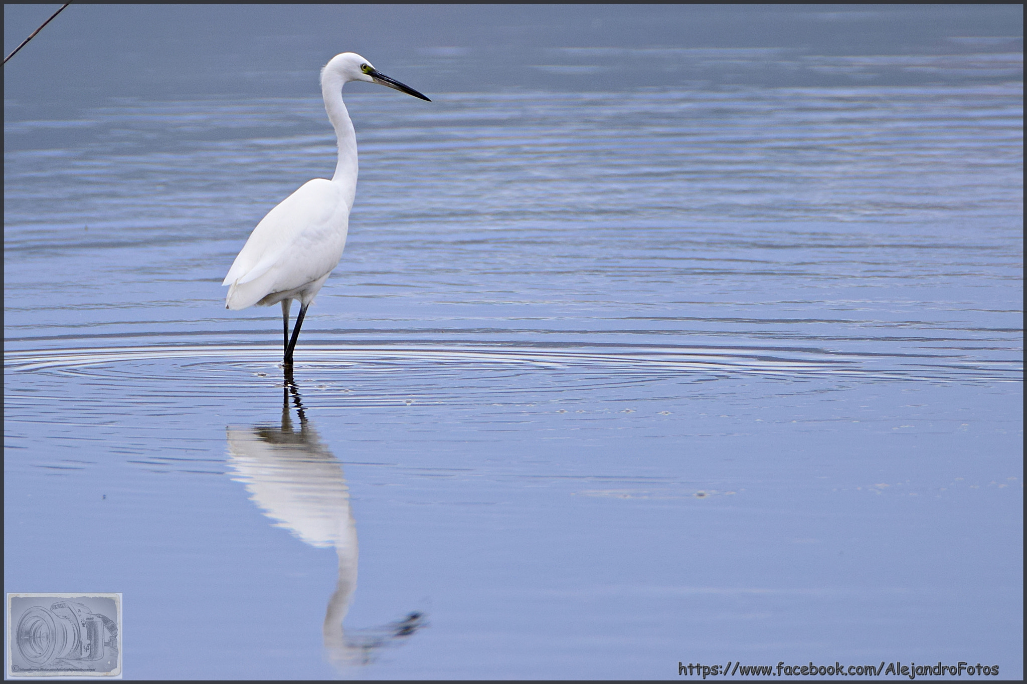 Nikon D3300 sample photo. Ardea alba photography