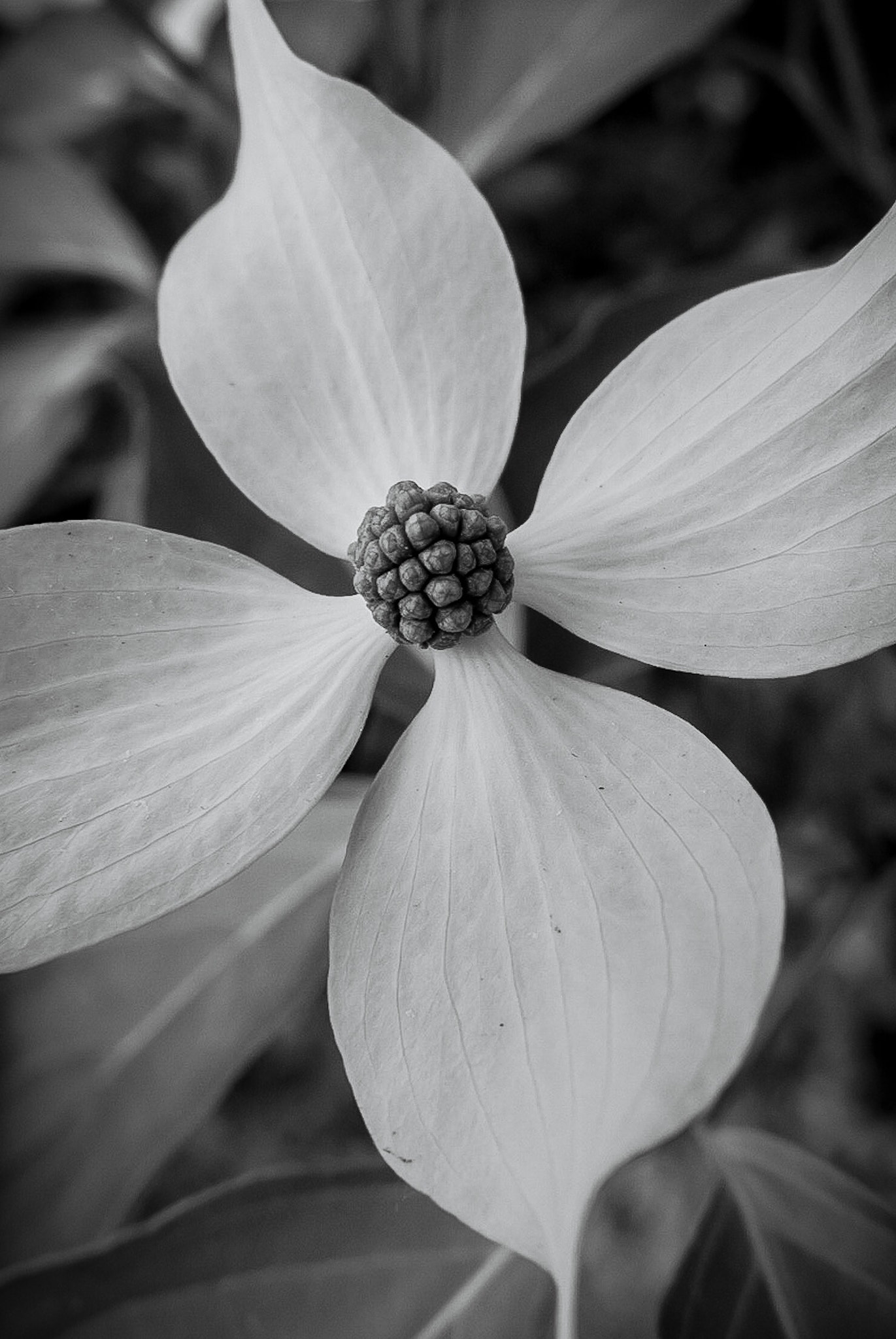 Canon PowerShot G1 X Mark II sample photo. Dogwood  photography