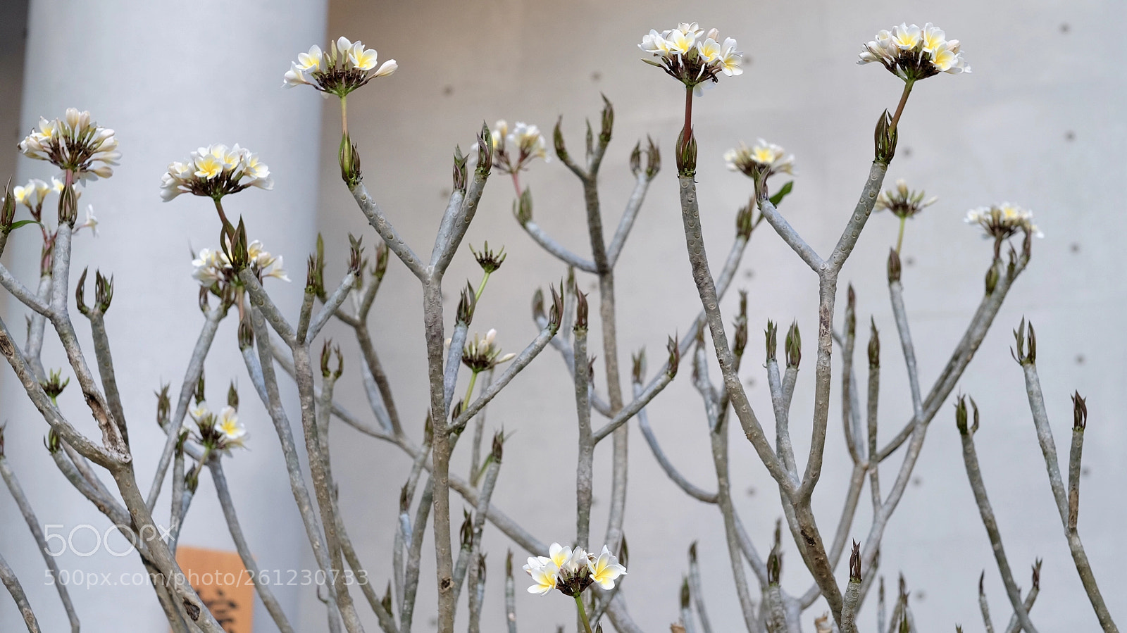 Fujifilm X-T1 sample photo. I am groot photography