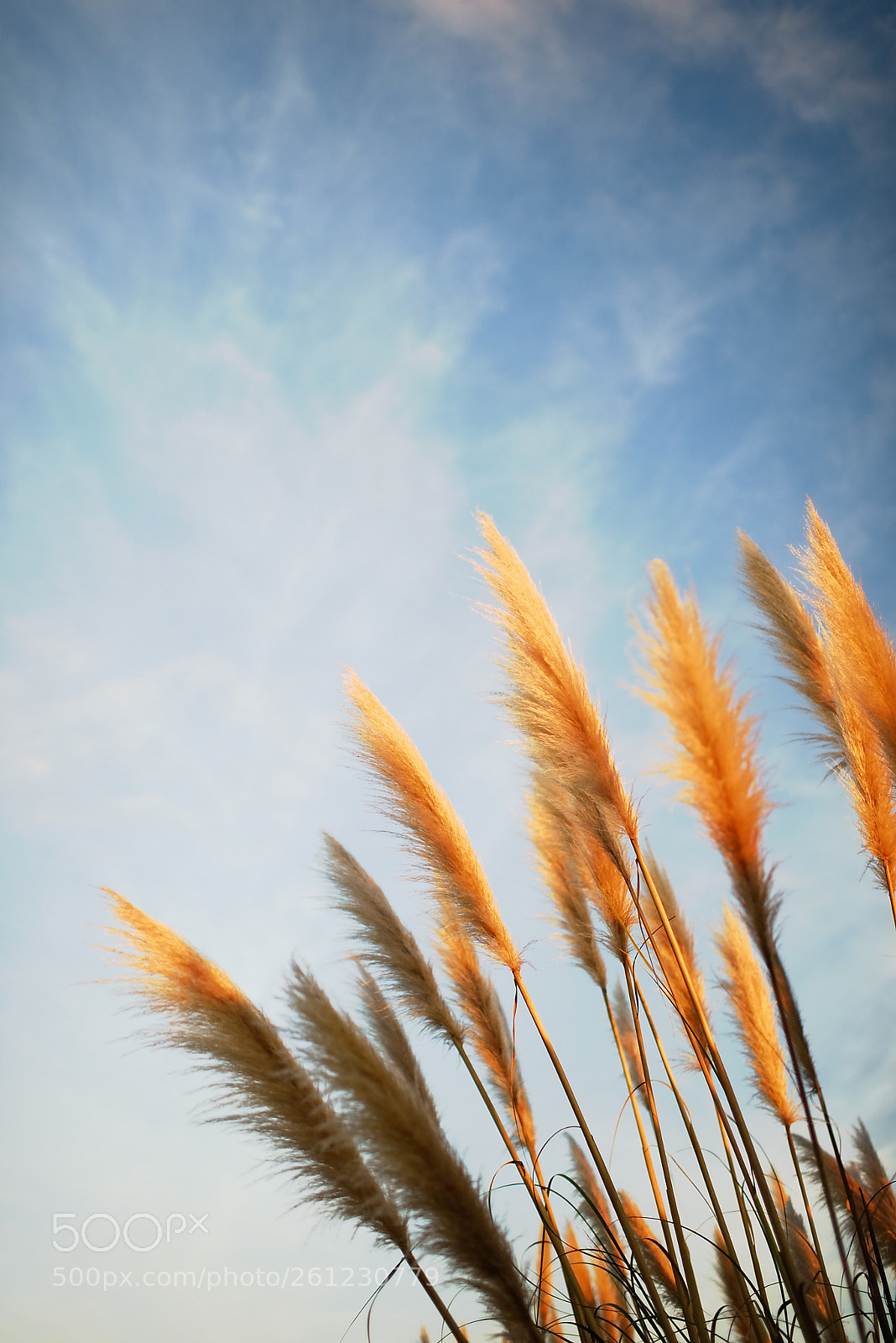Nikon D810 sample photo. Andean pampas grass at photography