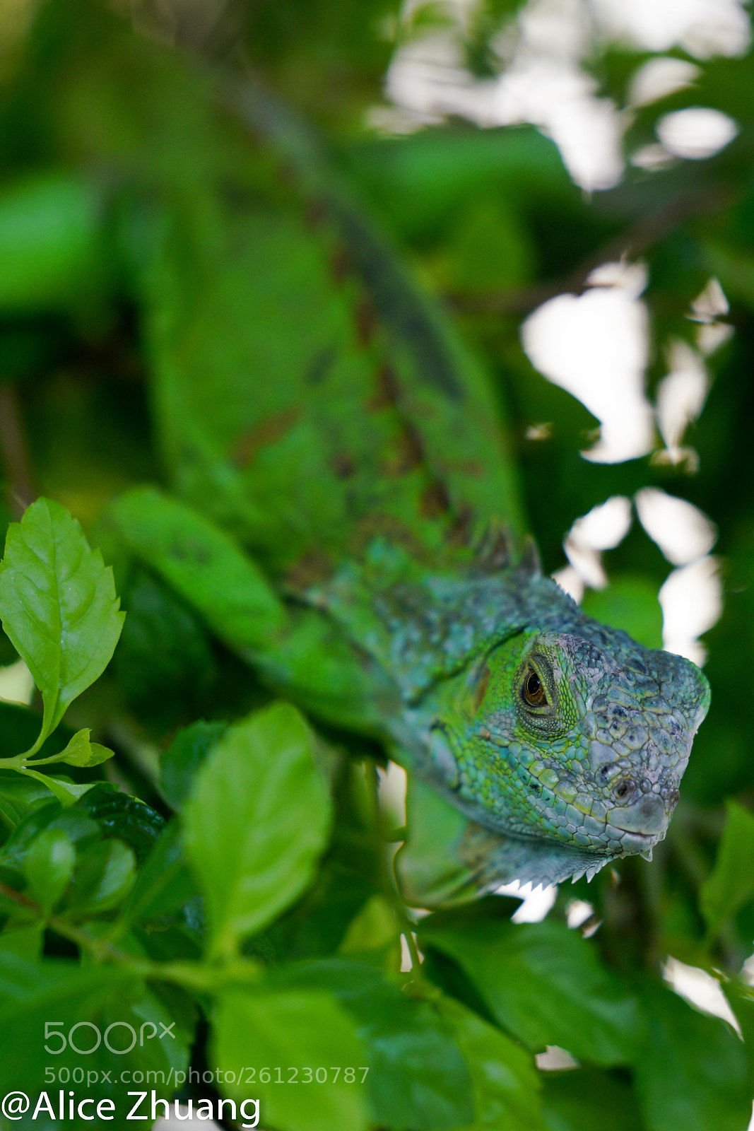 Sony a7R II sample photo. Mr. colorful photography