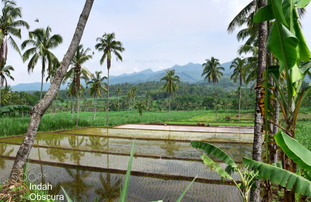 Nikon D5500 sample photo. Ioi fertile farmland photography