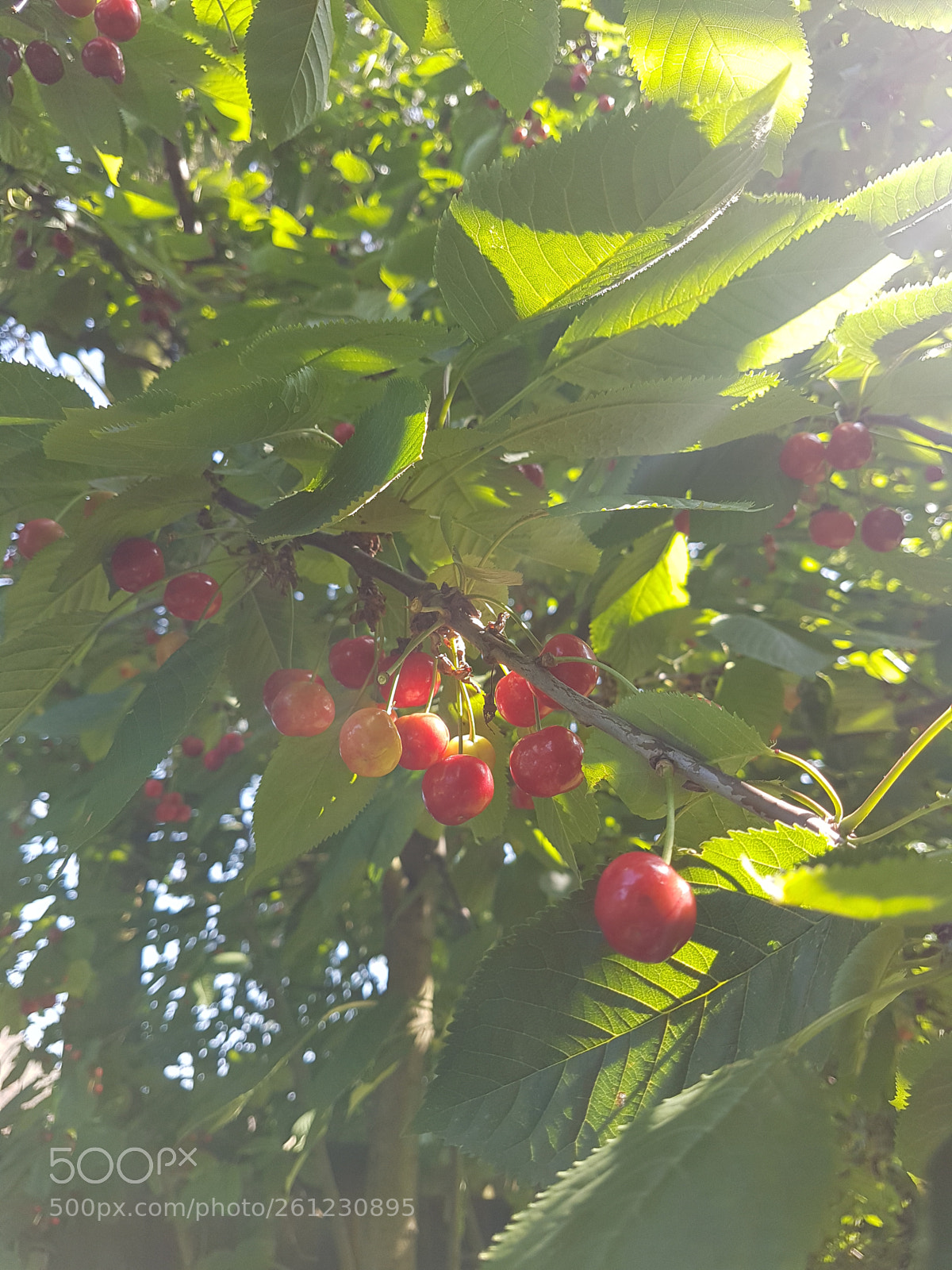 Samsung Galaxy S7 Edge sample photo. Untitled photography