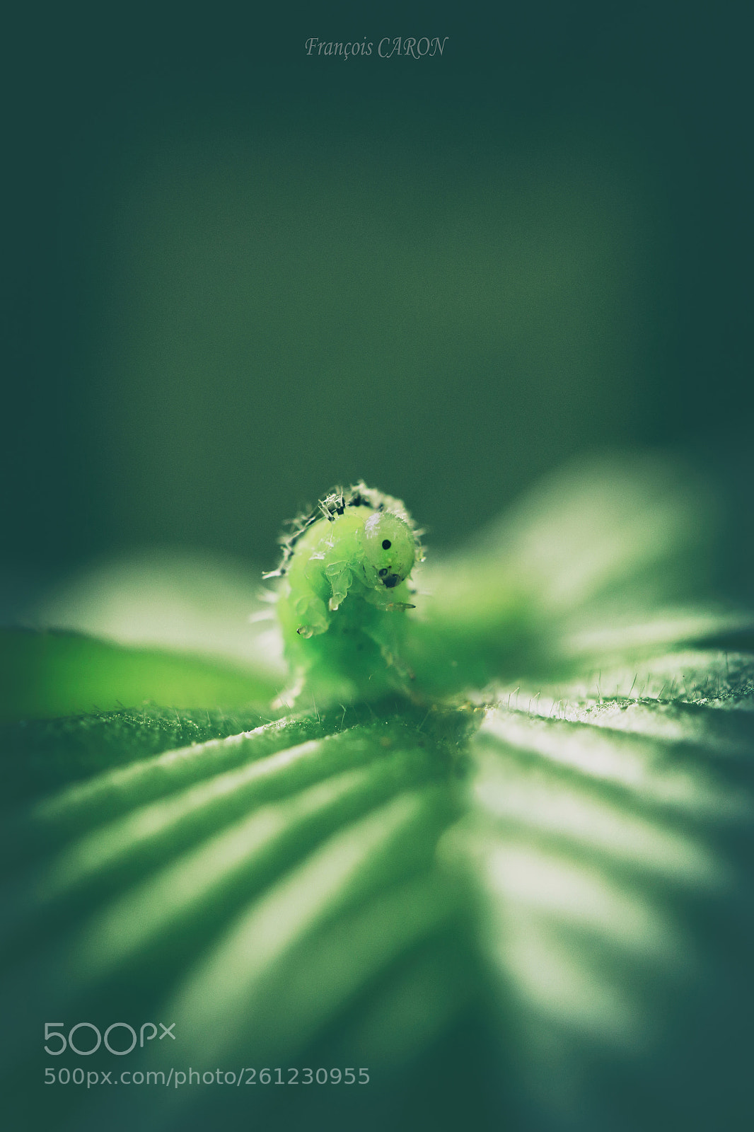 Canon EOS 70D sample photo. Dance on a leaf photography