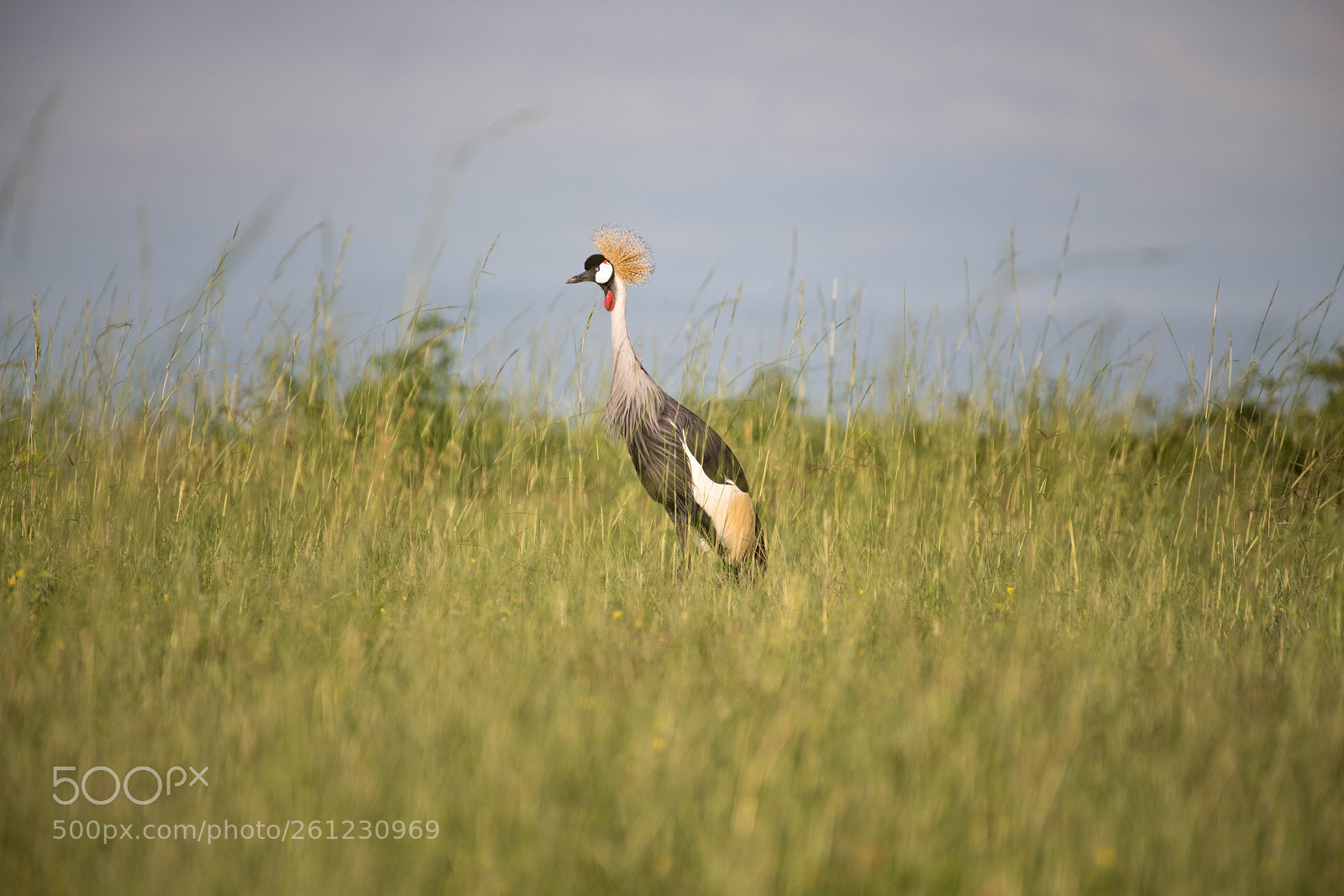 Nikon D850 sample photo. Crested crane photography
