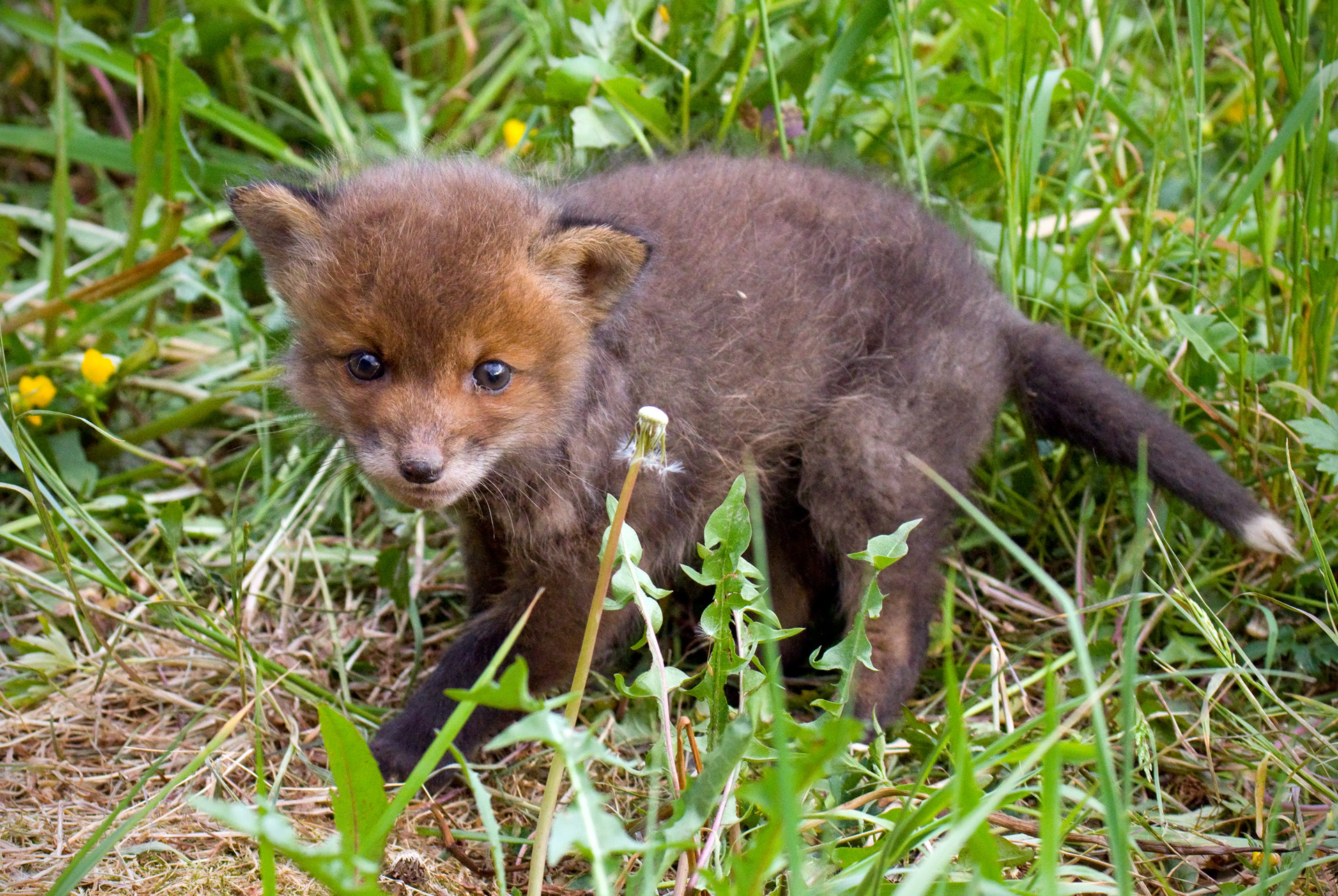 Pentax K-3 II sample photo. Curious tiny fox photography