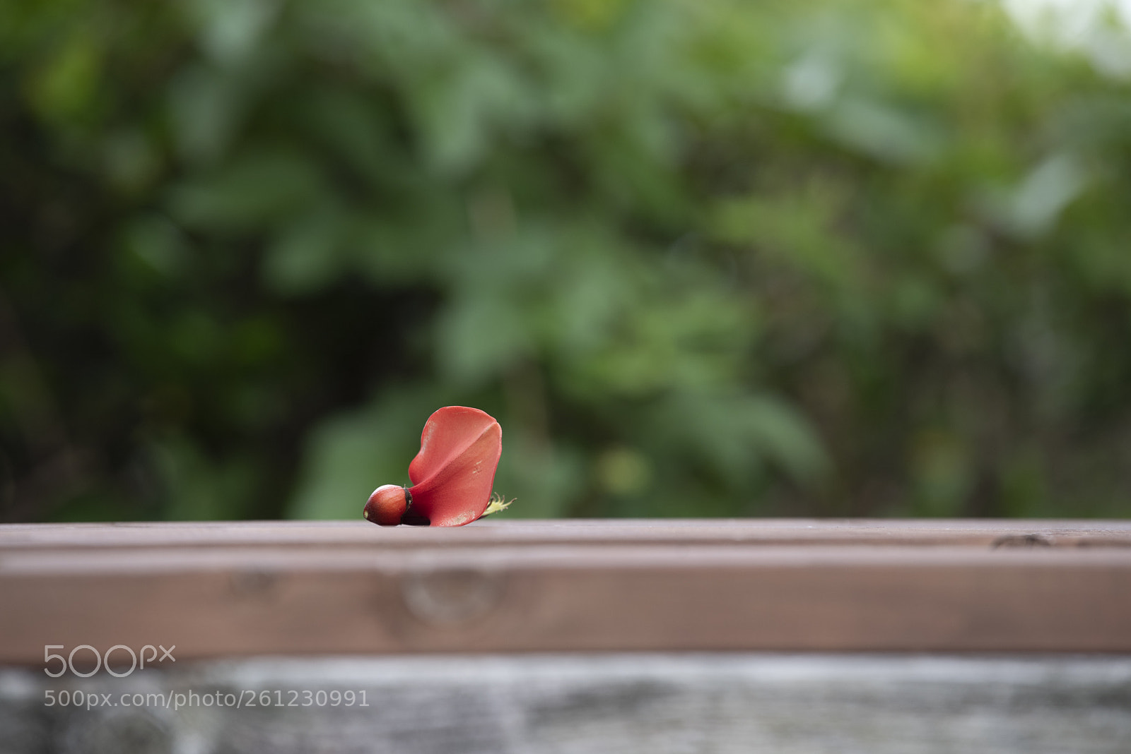 Nikon D750 sample photo. Redred photography