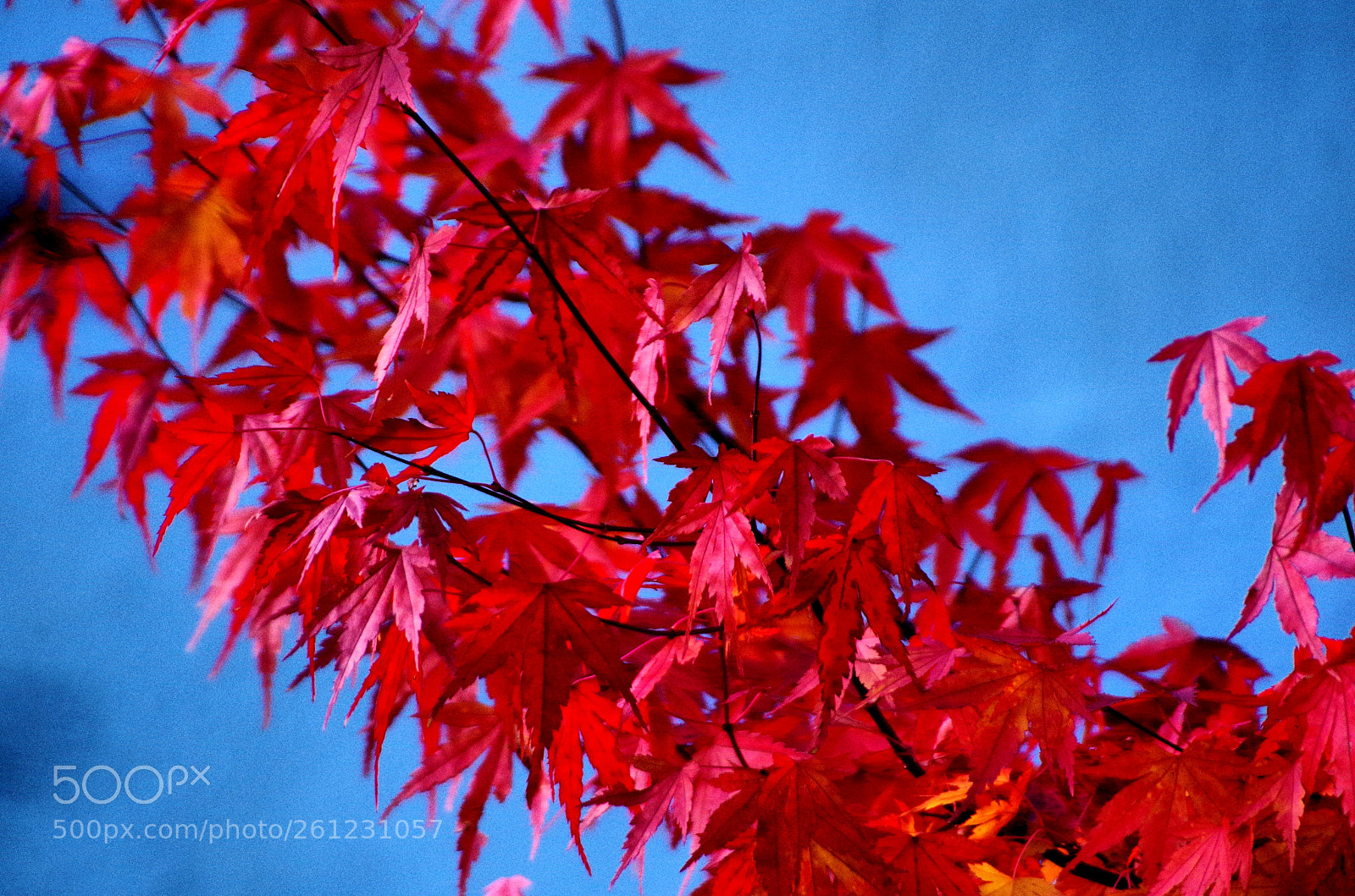 Pentax K-50 sample photo. Imgp photography