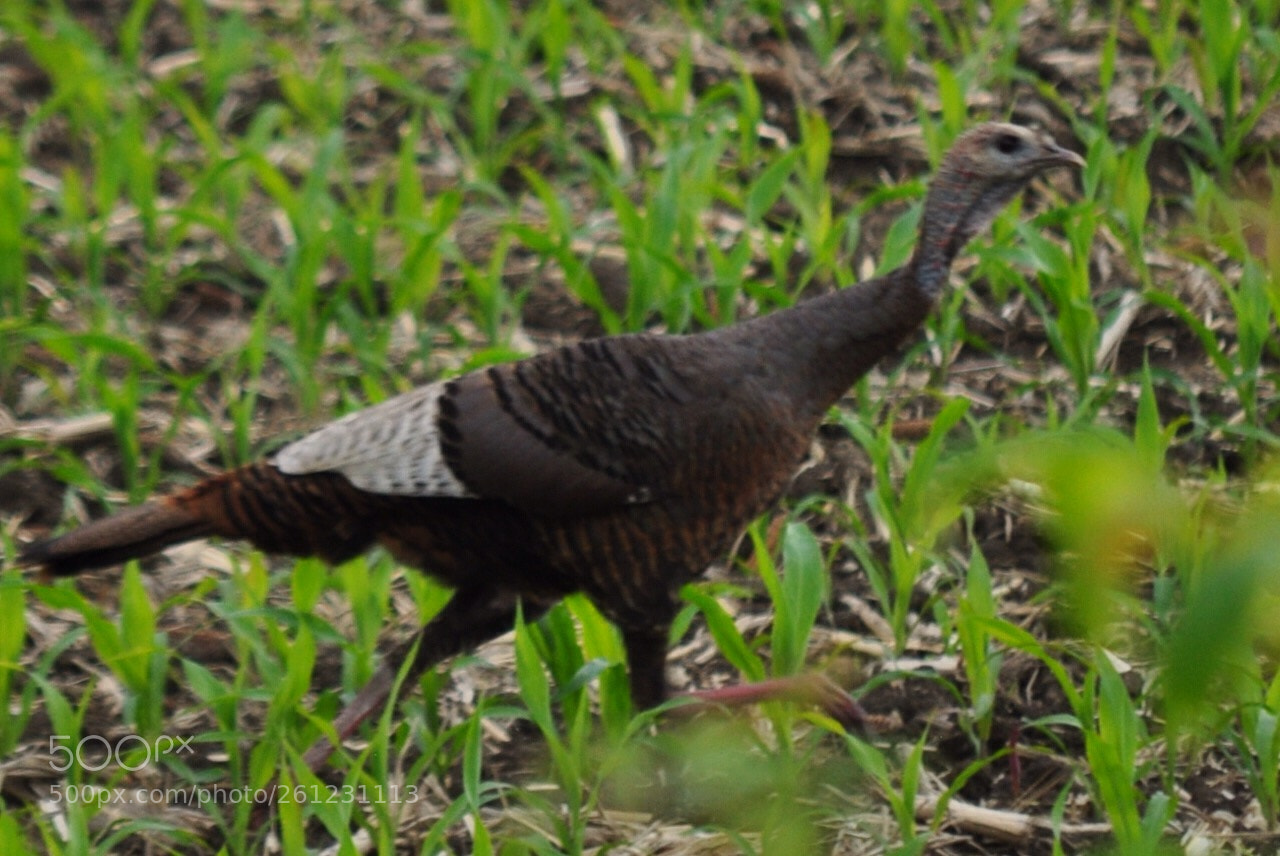 Nikon D5000 sample photo. Turkey trotting photography