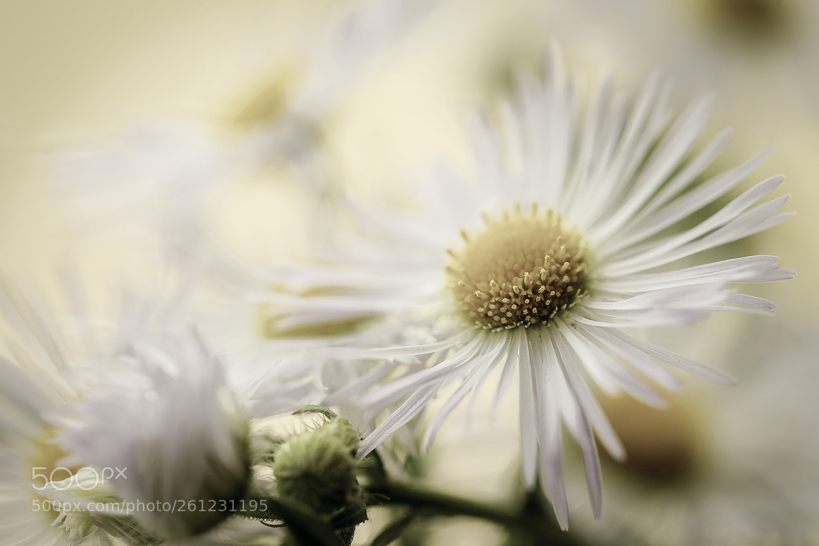 Canon EOS 6D Mark II sample photo. Flowers photography