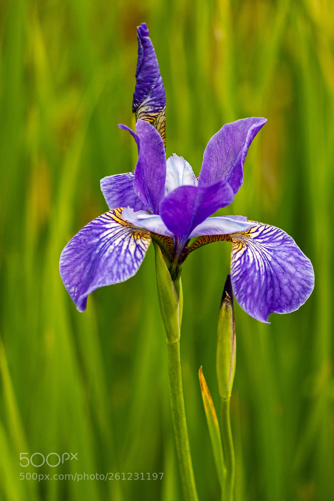 Canon EOS 1100D (EOS Rebel T3 / EOS Kiss X50) sample photo. Flower of iris photography