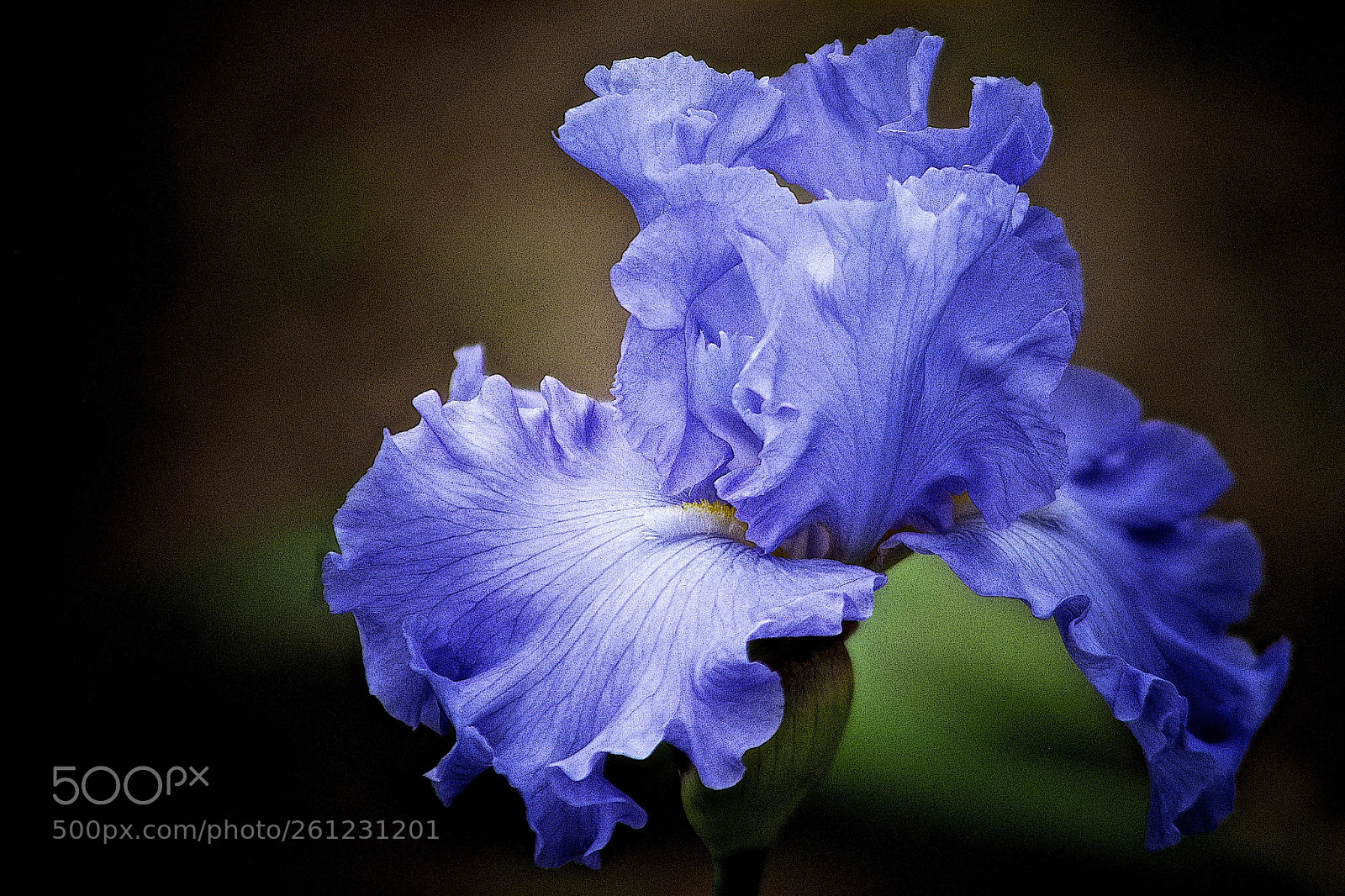 Pentax K-1 sample photo. Transient beauty photography
