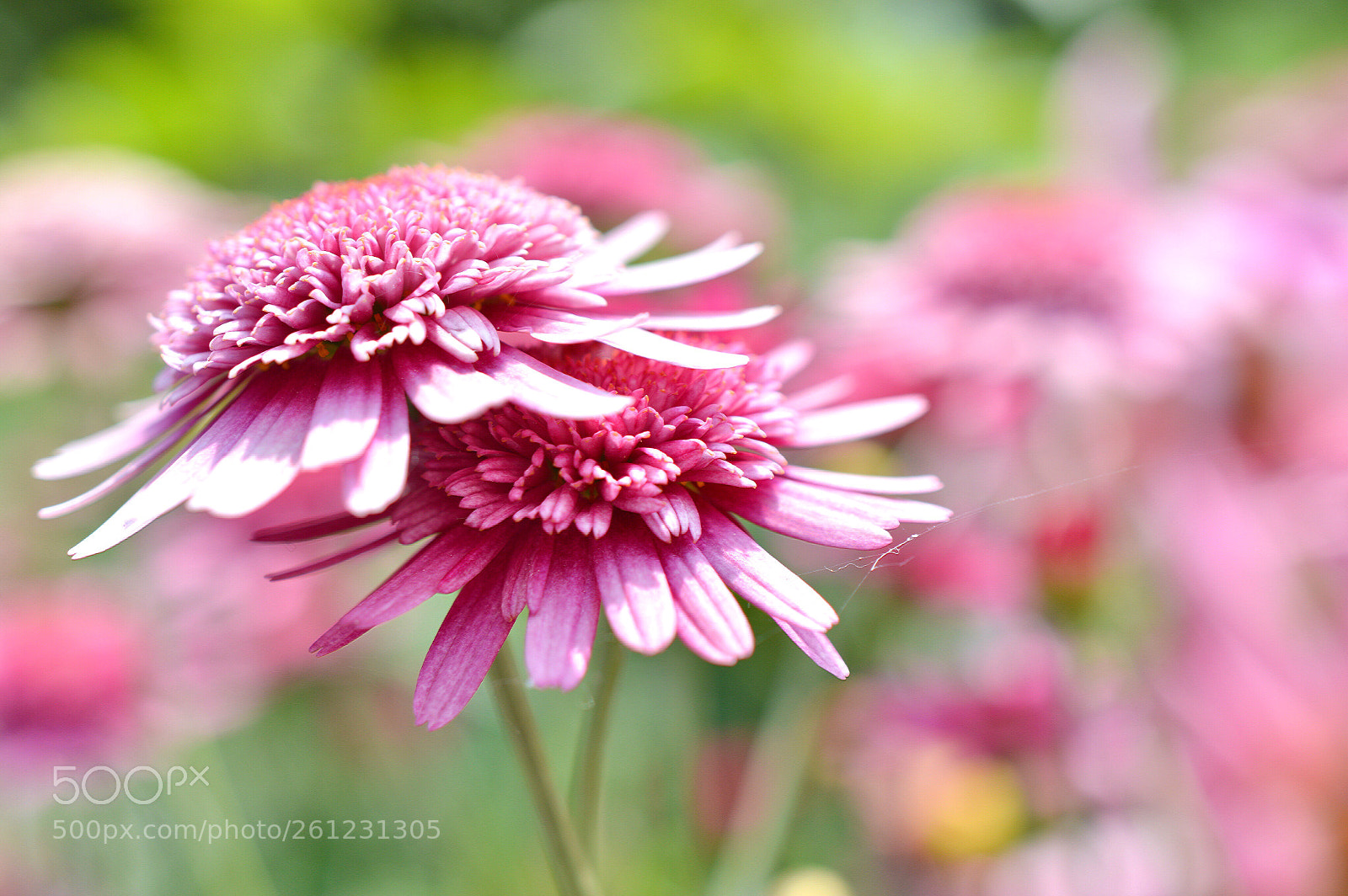 Nikon D3200 sample photo. Norvir dahlia photography