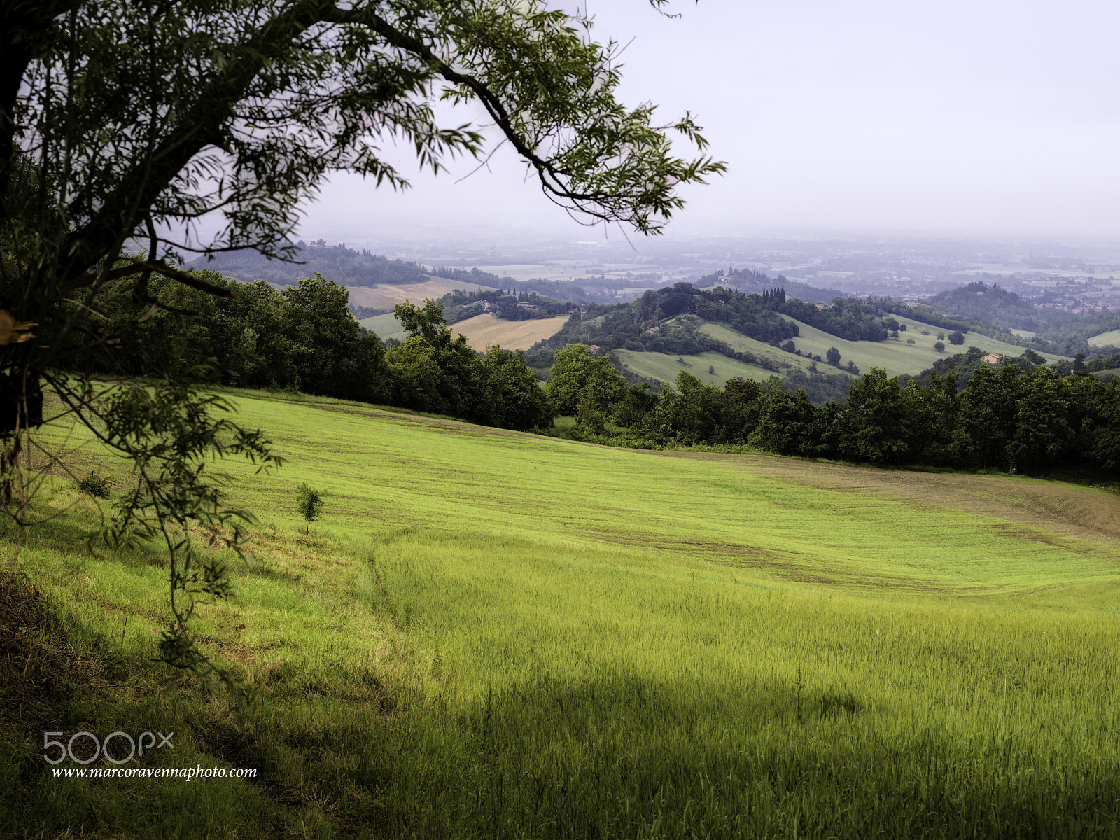 Hasselblad H3D sample photo. Awaiting wheat in italy photography