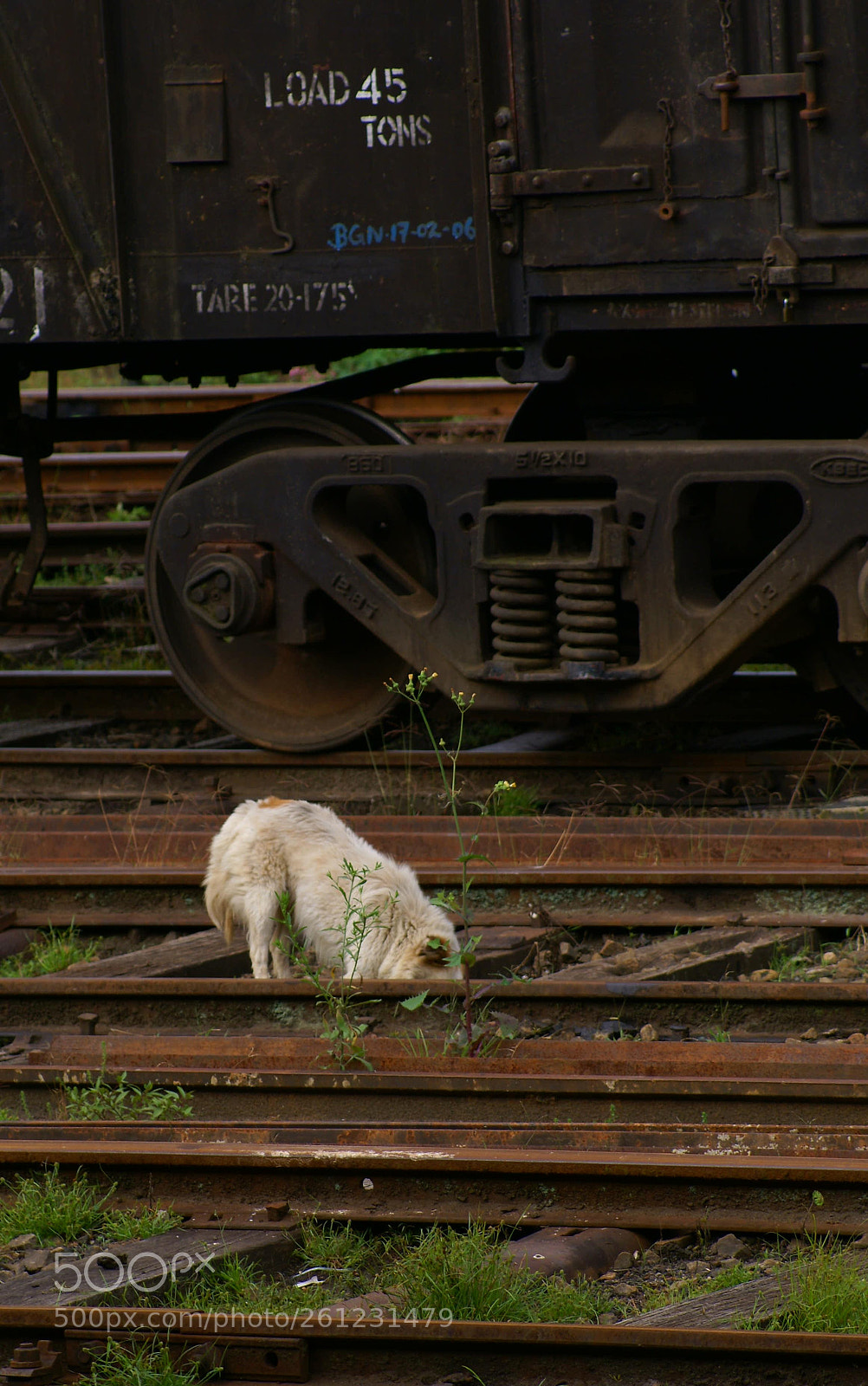 Sony Alpha DSLR-A100 sample photo. Dog photography