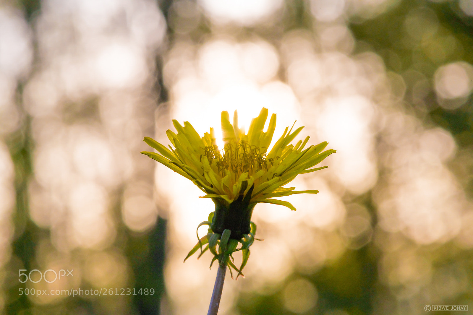 Nikon D850 sample photo. Bathed in light #2 photography