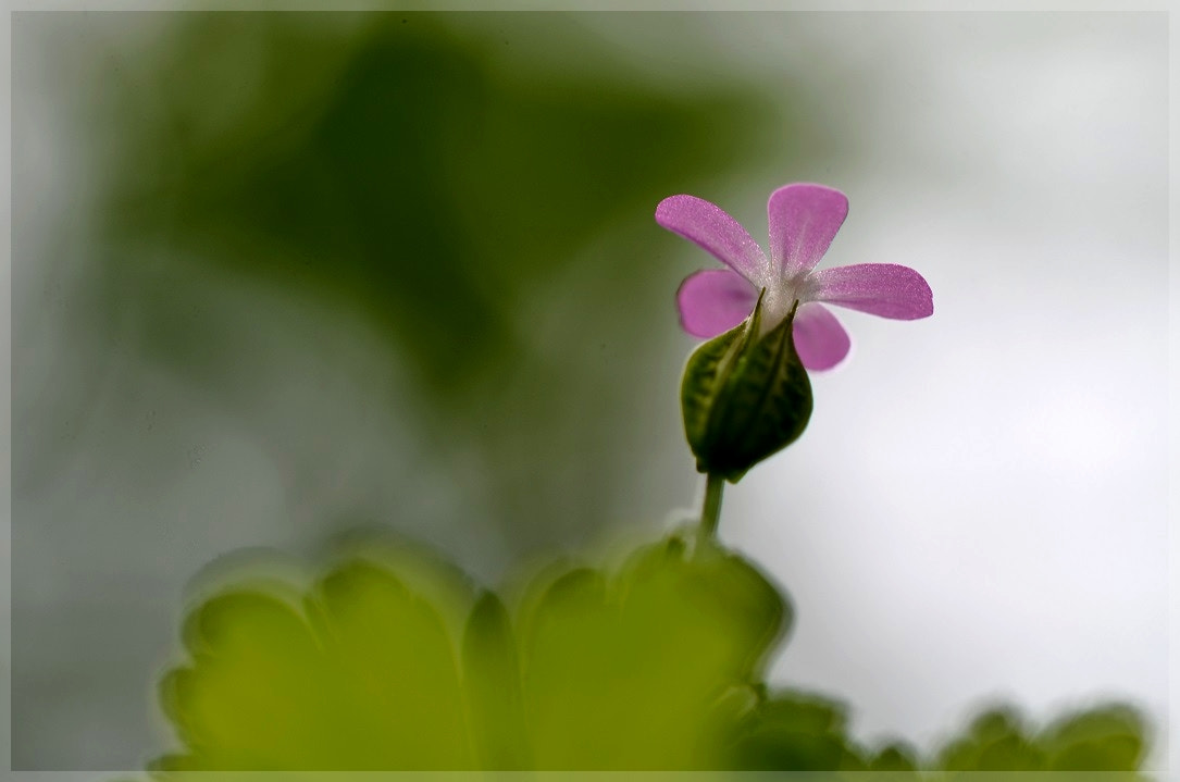 Nikon D7000 + Sigma 105mm F2.8 EX DG OS HSM sample photo. Petite fleur photography