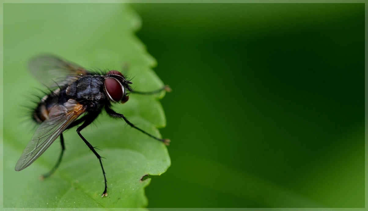 Nikon D7000 + Sigma 105mm F2.8 EX DG OS HSM sample photo. La mouche , le retour photography