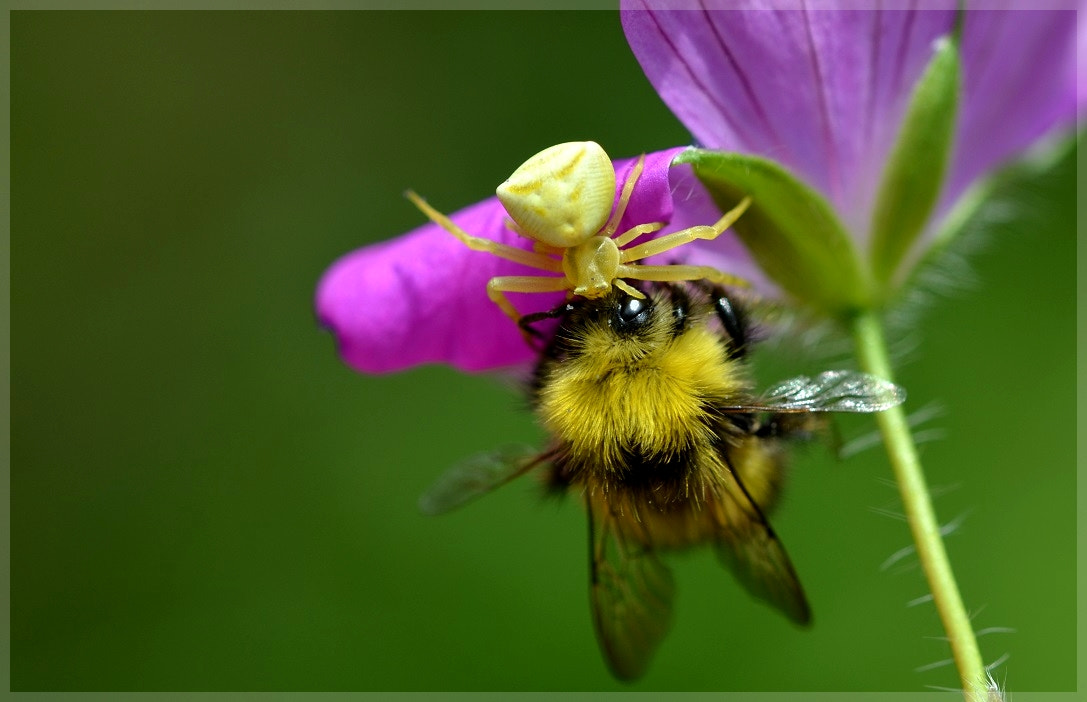 Nikon D7000 + Sigma 105mm F2.8 EX DG OS HSM sample photo. Predator ii photography