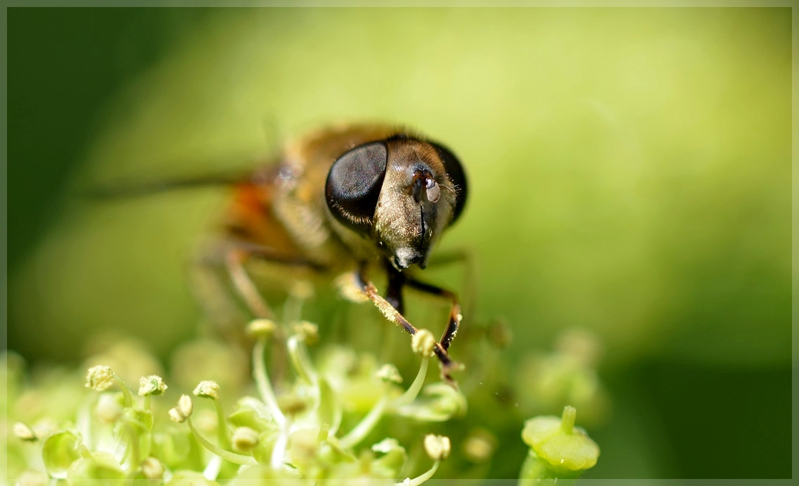 Sigma 105mm F2.8 EX DG OS HSM sample photo. Regards pollenisés photography