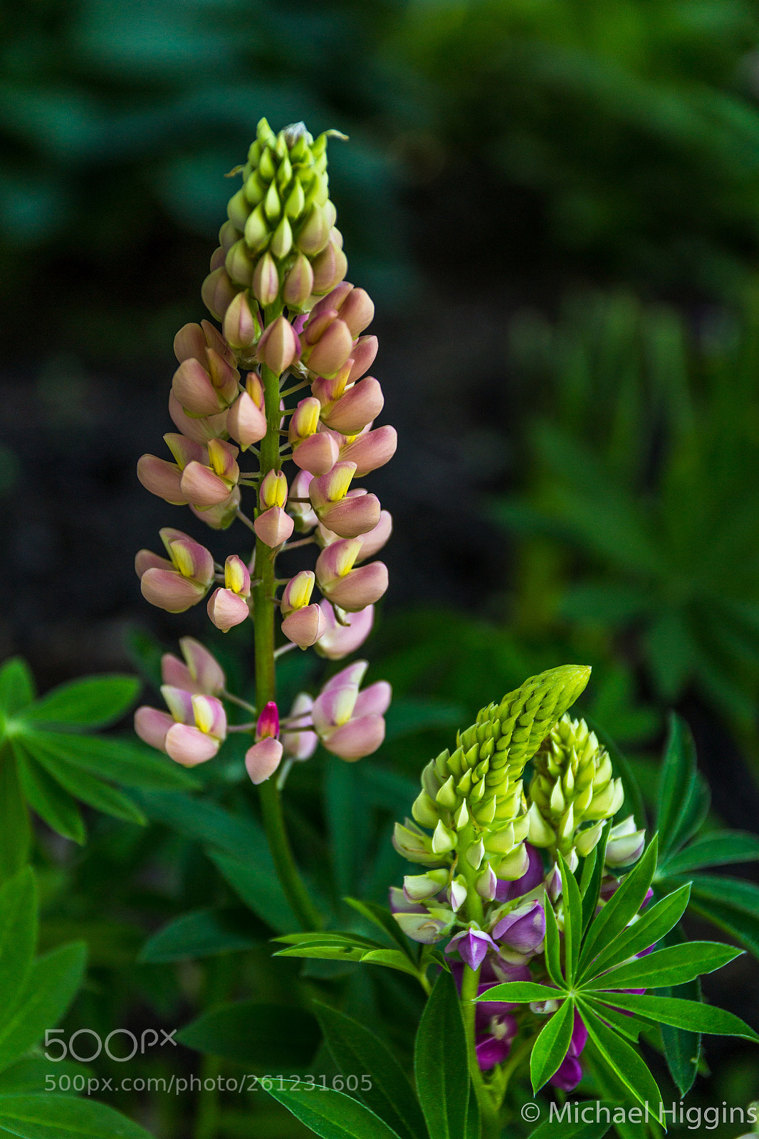 Canon EOS 1200D (EOS Rebel T5 / EOS Kiss X70 / EOS Hi) sample photo. Lupine photography