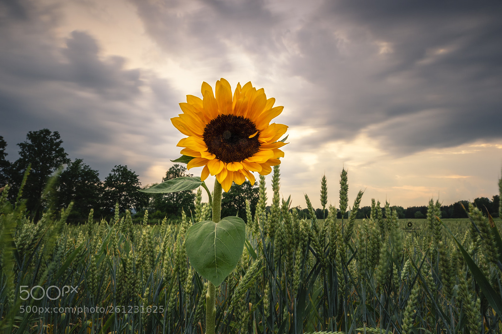 Canon EOS 7D Mark II sample photo. Just a sunflower photography