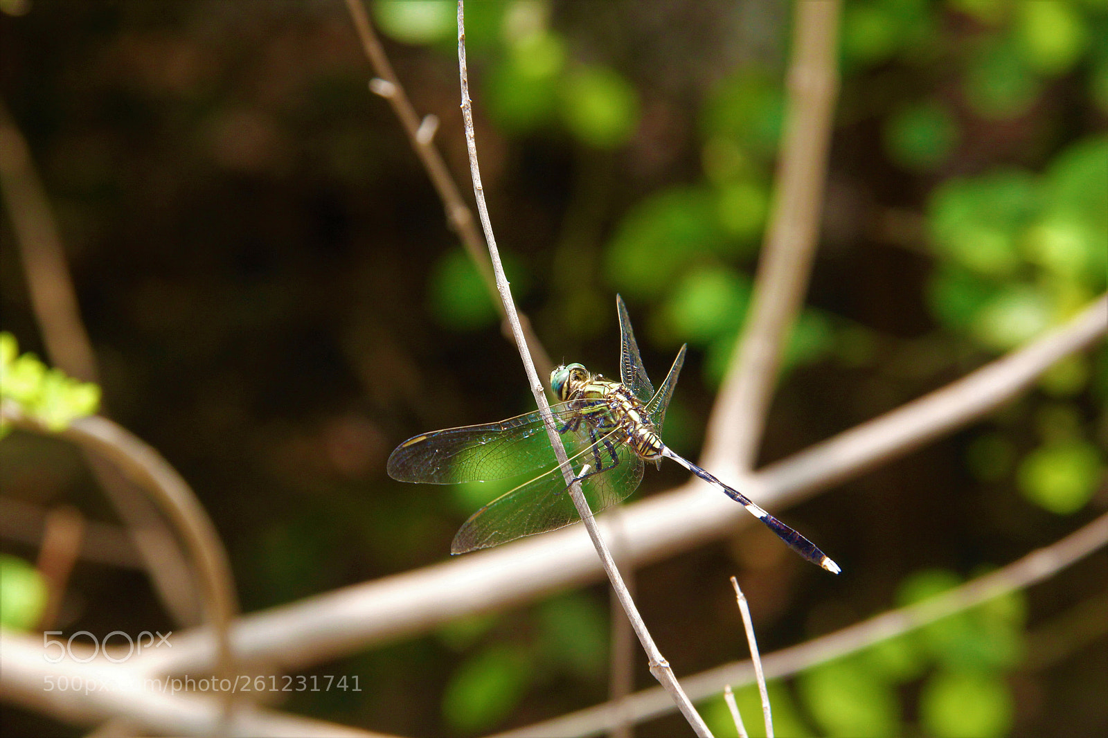 Canon EOS 60D sample photo. Helicoptor photography