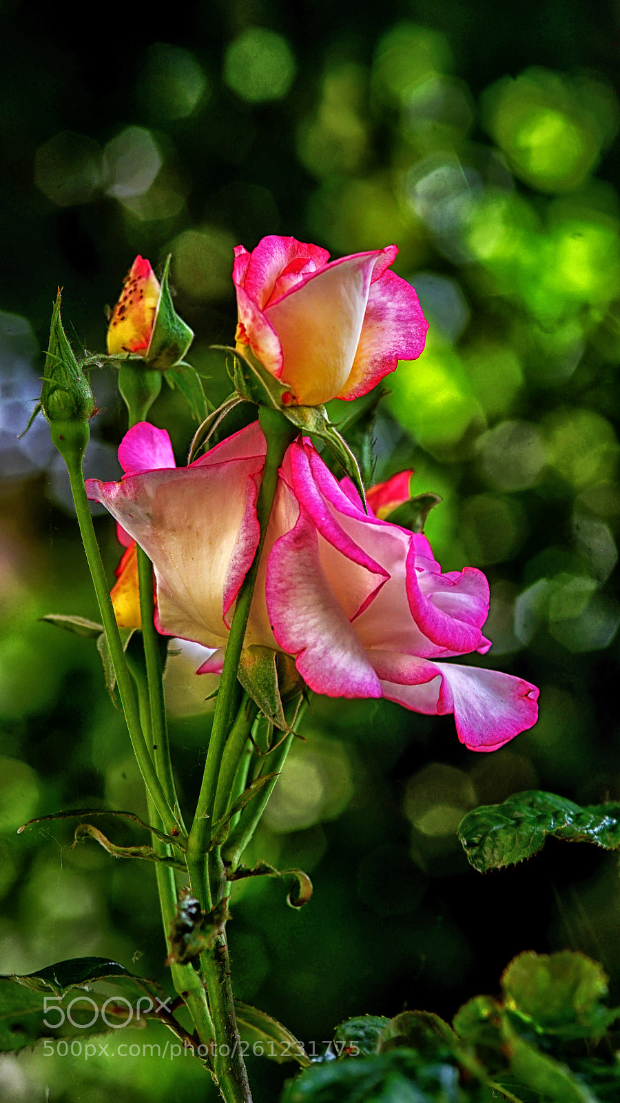 Sony a7 II sample photo. De roos photography