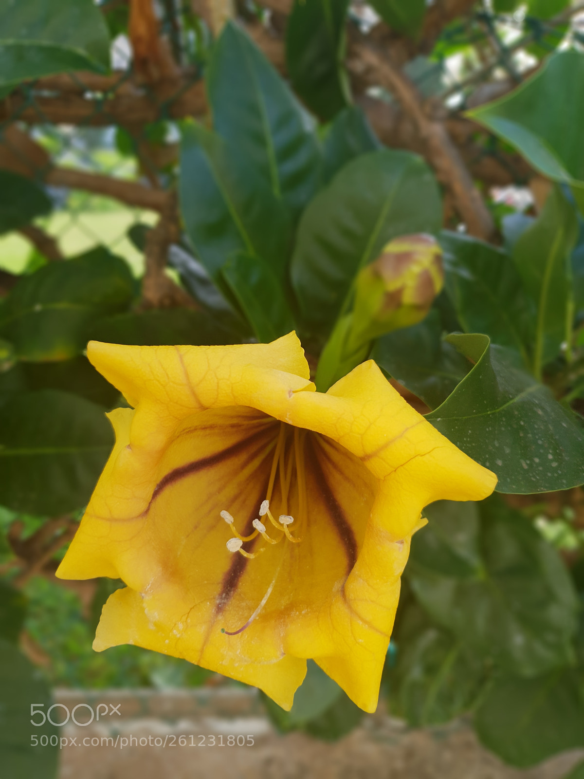 Samsung Galaxy S9 sample photo. Solandra maxima photography