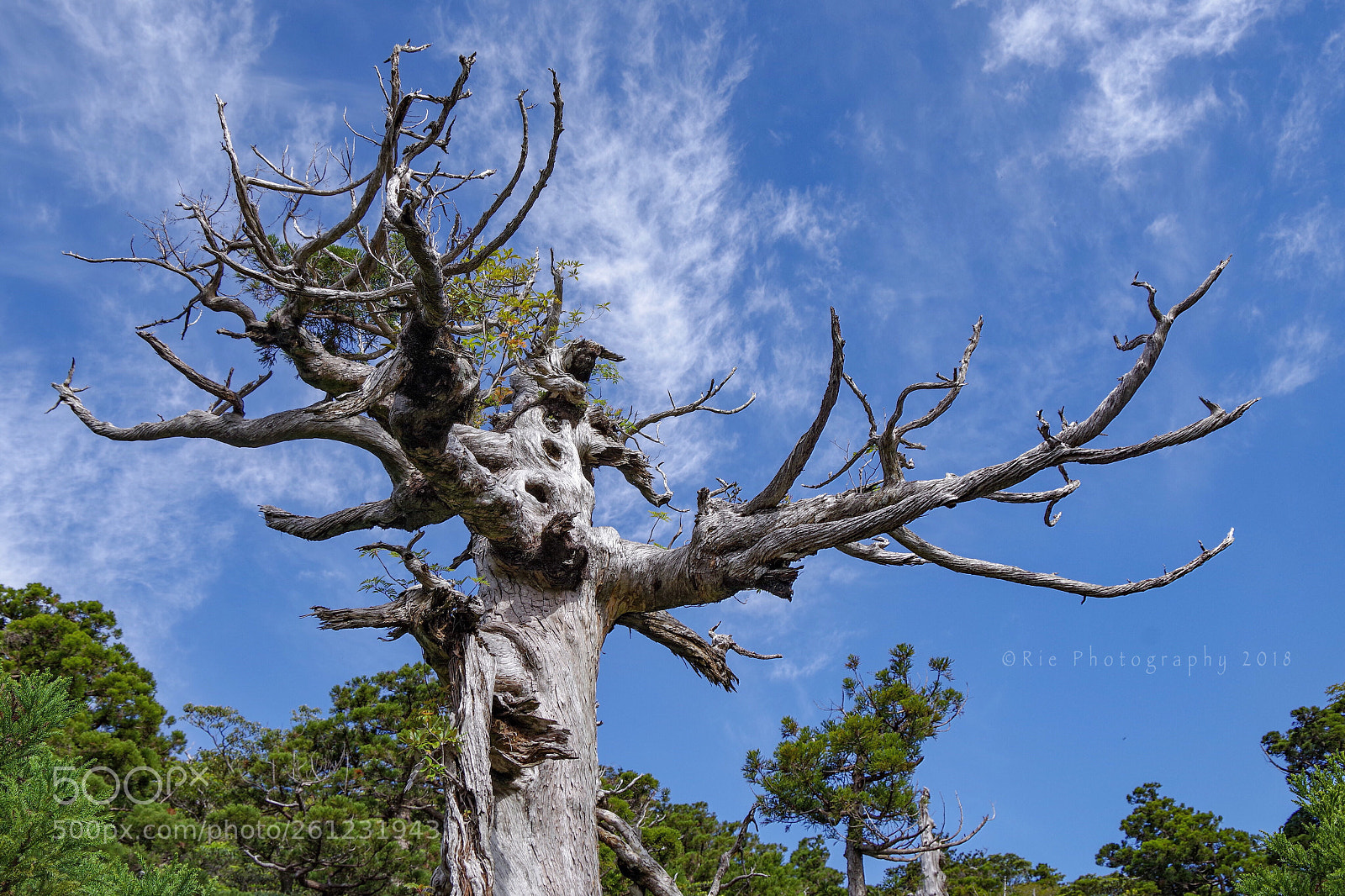 Pentax K-1 sample photo. Lifeforce photography