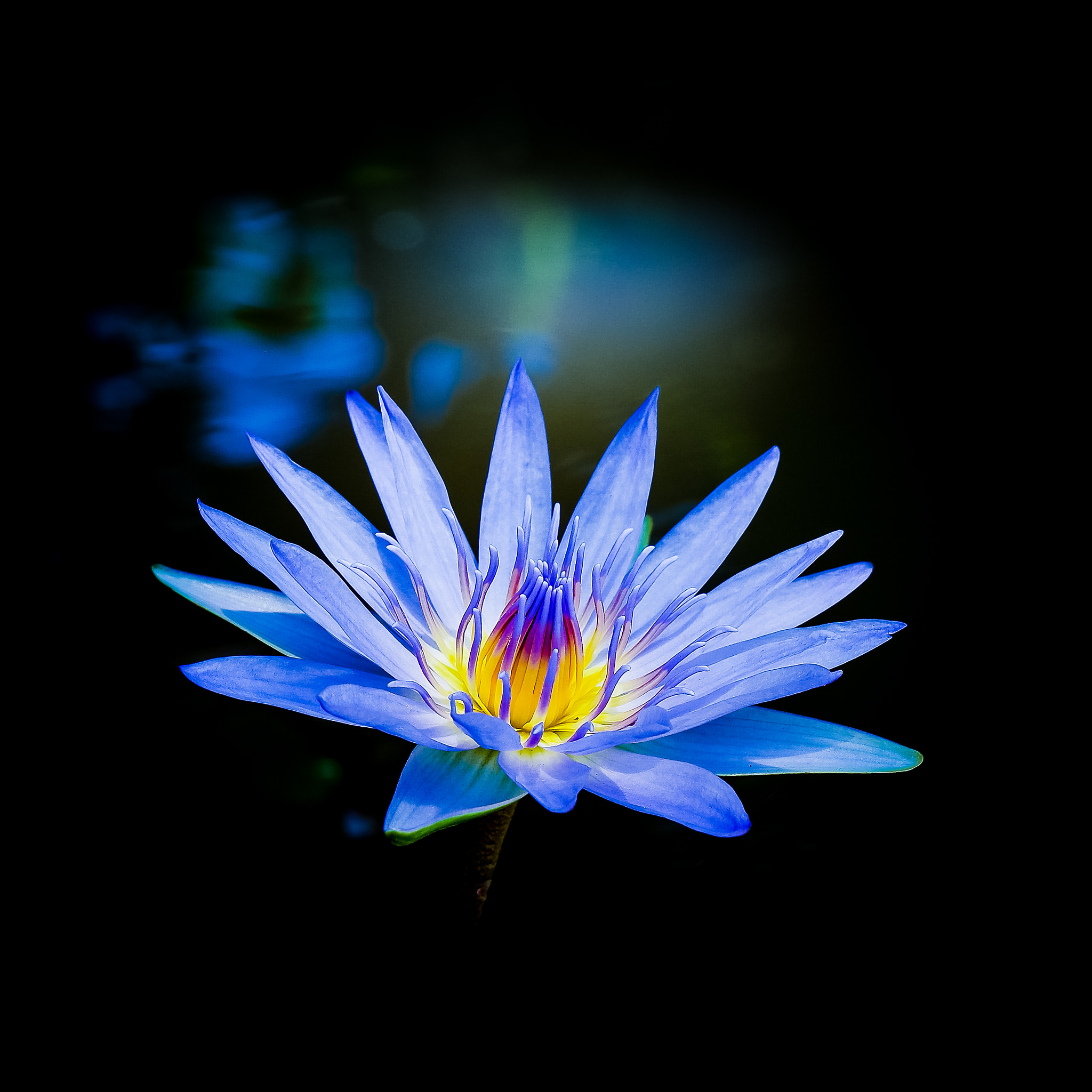 Samsung NX1 sample photo. Delightful flower! photography
