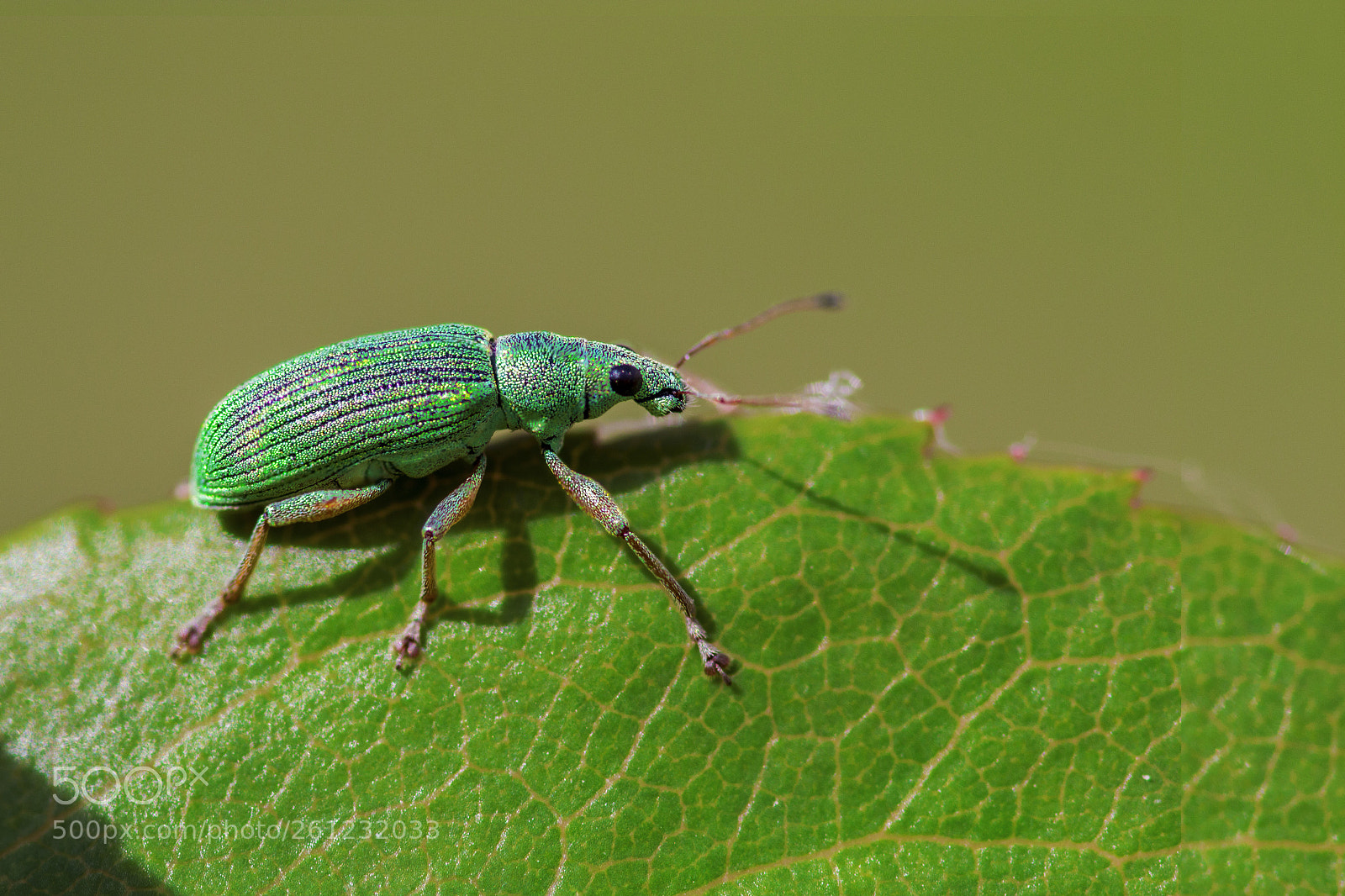 Canon EOS 70D sample photo. Insect19 photography