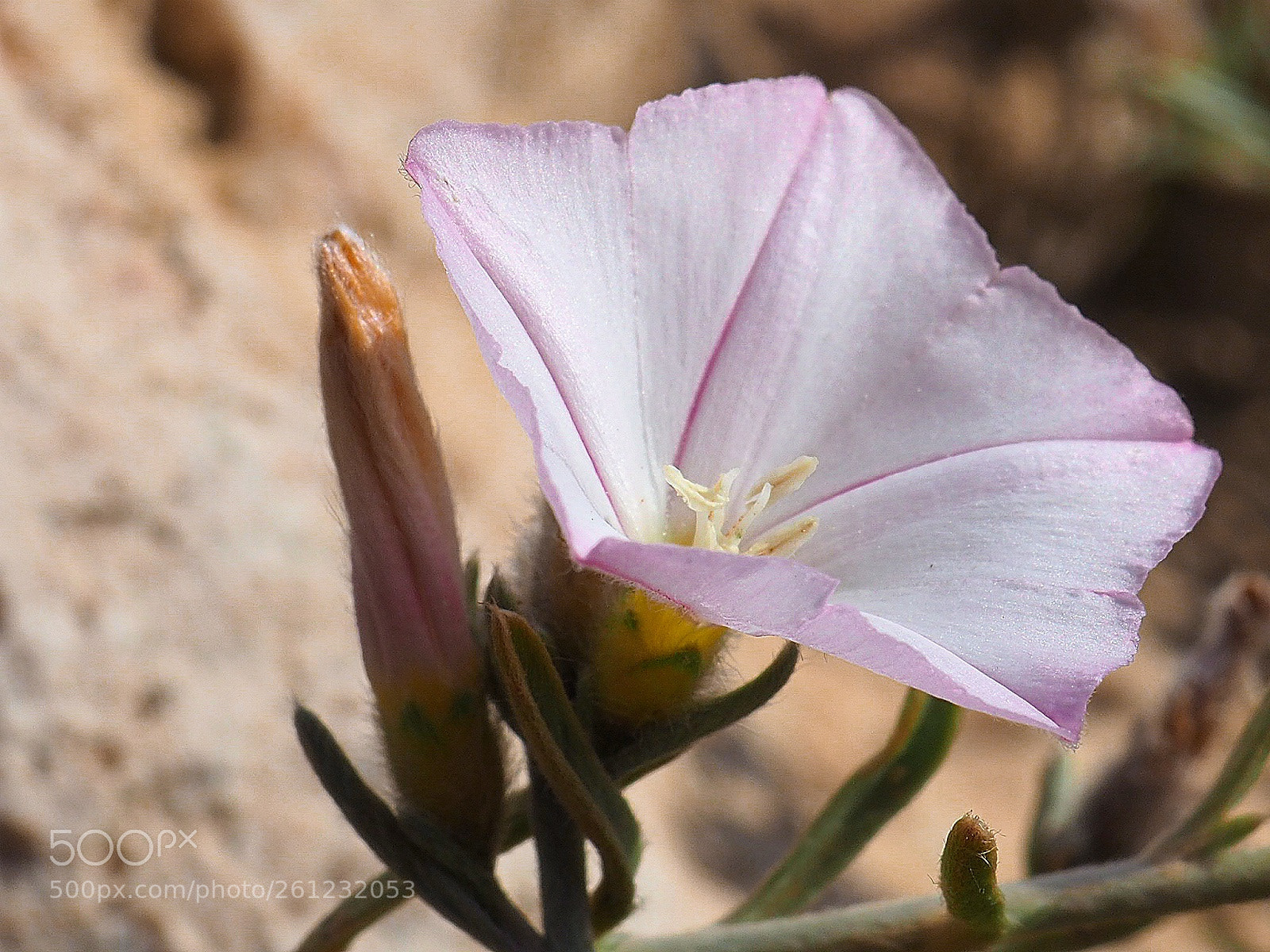 Olympus OM-D E-M10 II sample photo. The last flowers of photography