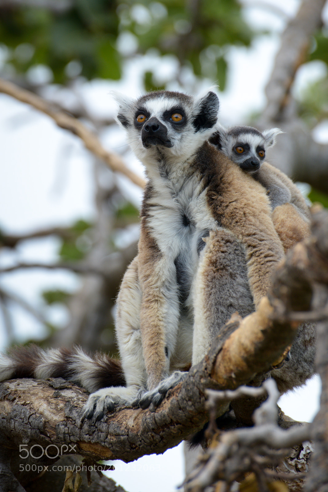 Nikon D800 sample photo. Lemur family photography