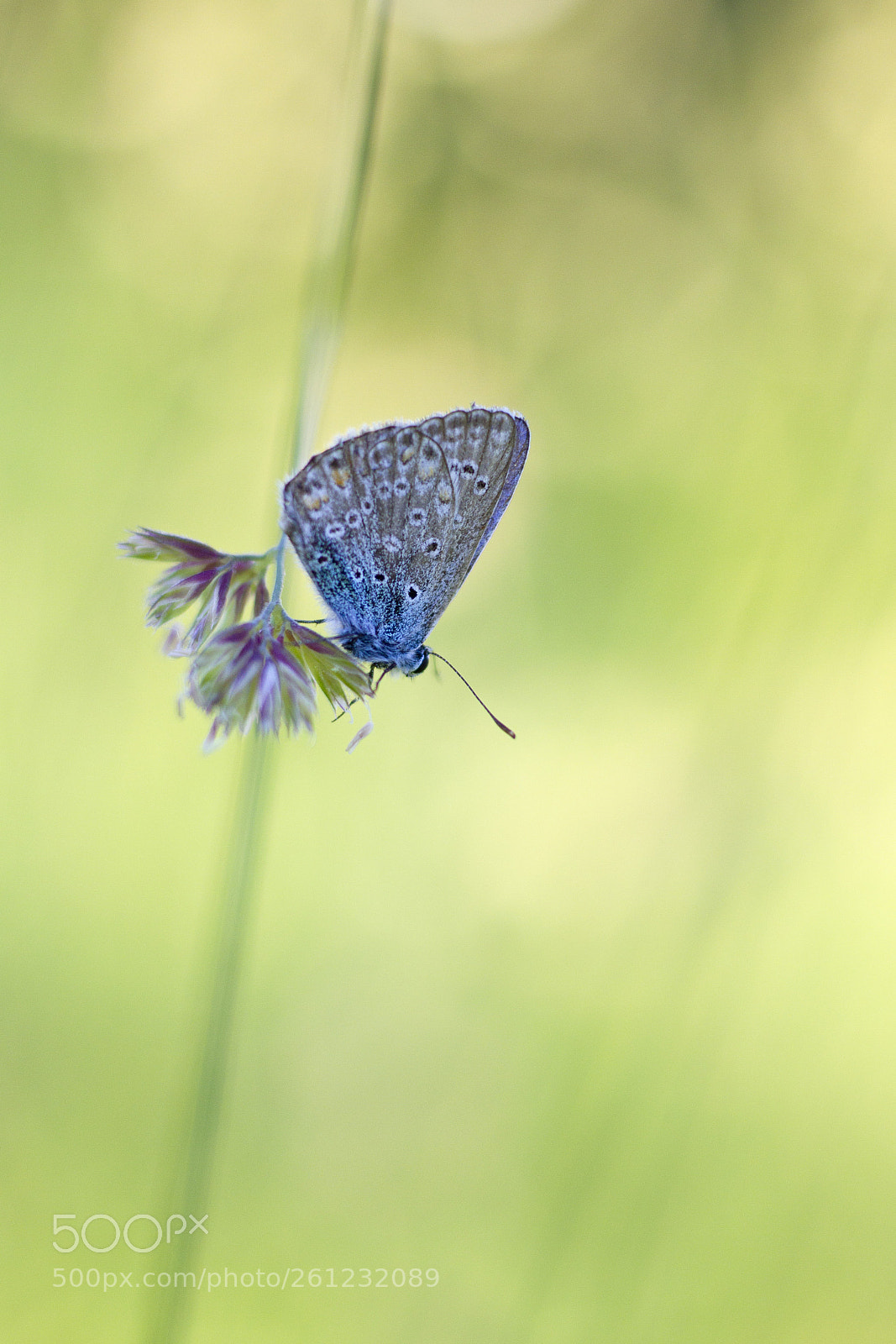 Canon EOS 60D sample photo. / photography