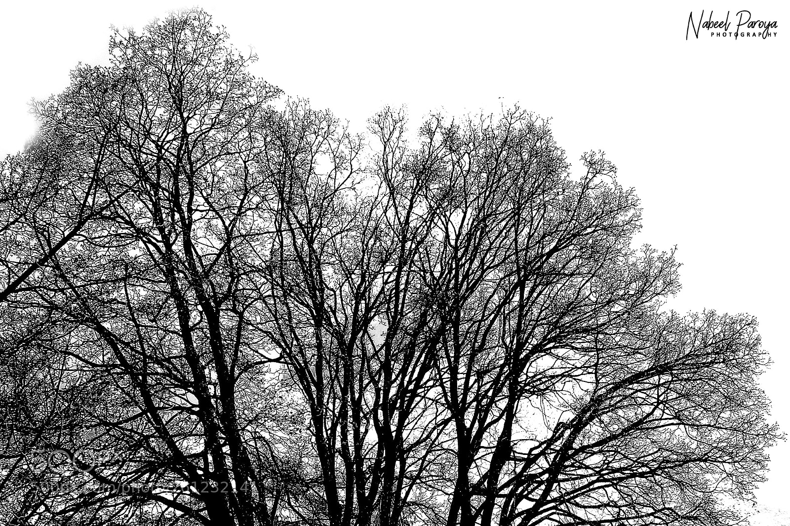 Canon EOS 600D (Rebel EOS T3i / EOS Kiss X5) sample photo. High contrast autumn tree photography